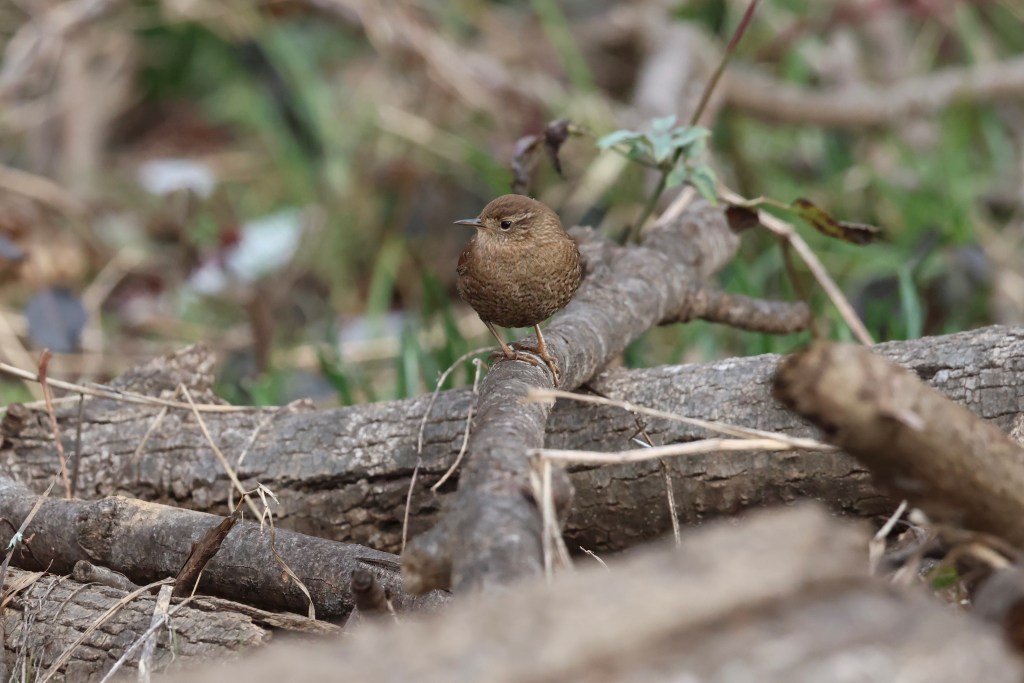 Winter Wren