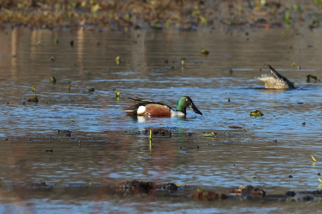 Northern Shoveler