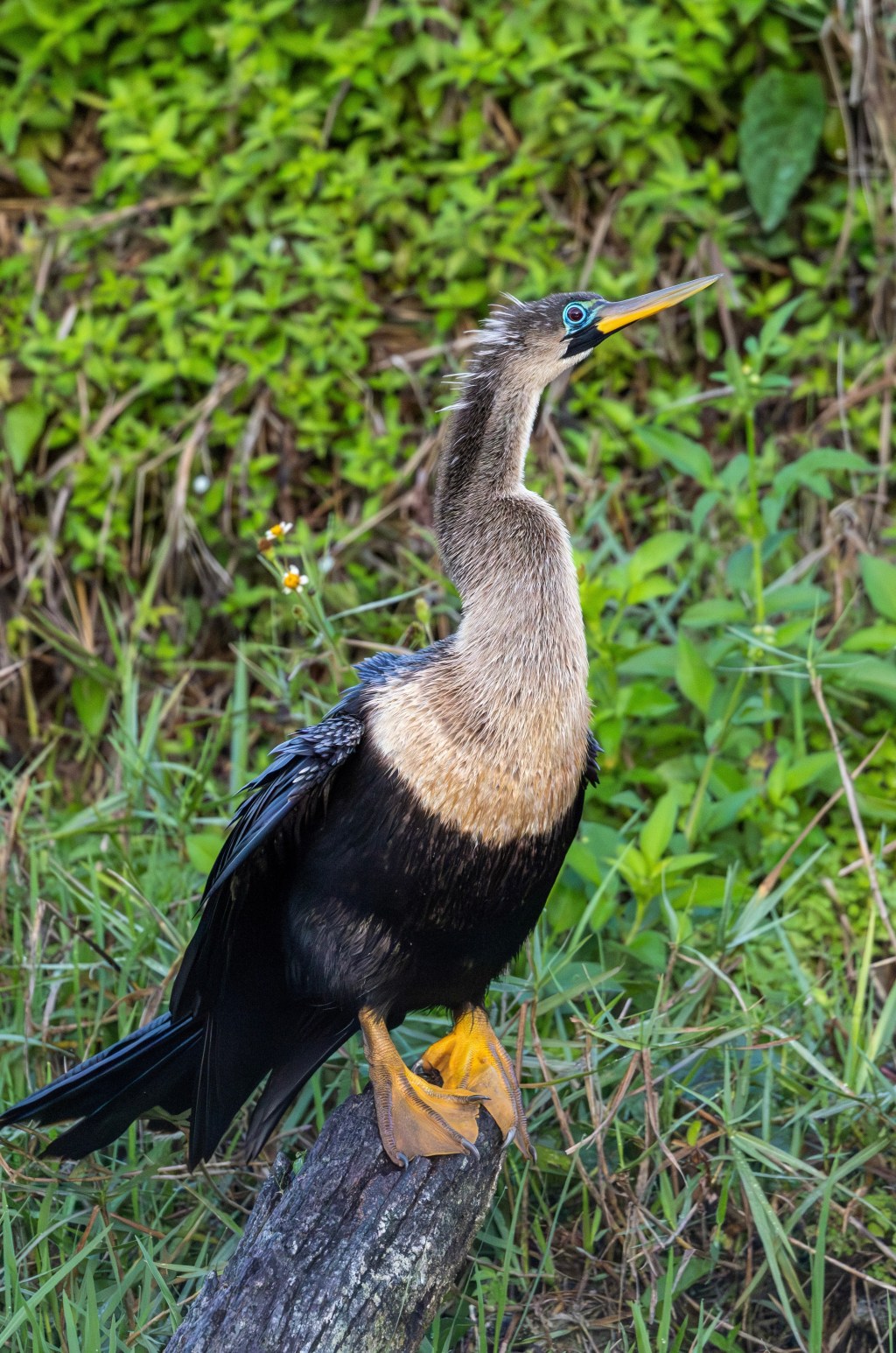 Anhinga