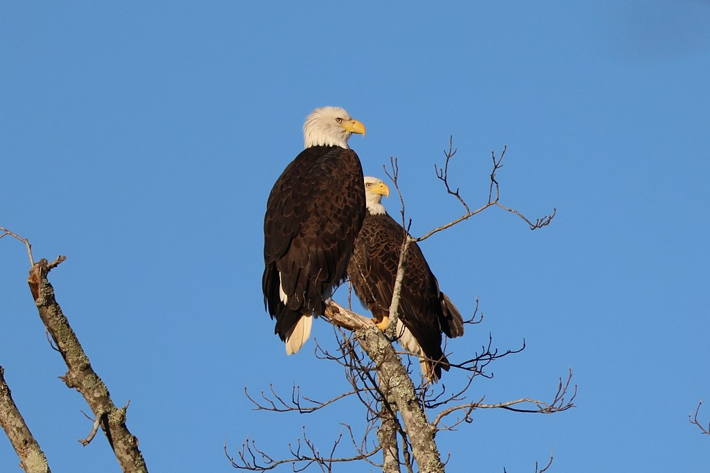 Bald Eagle