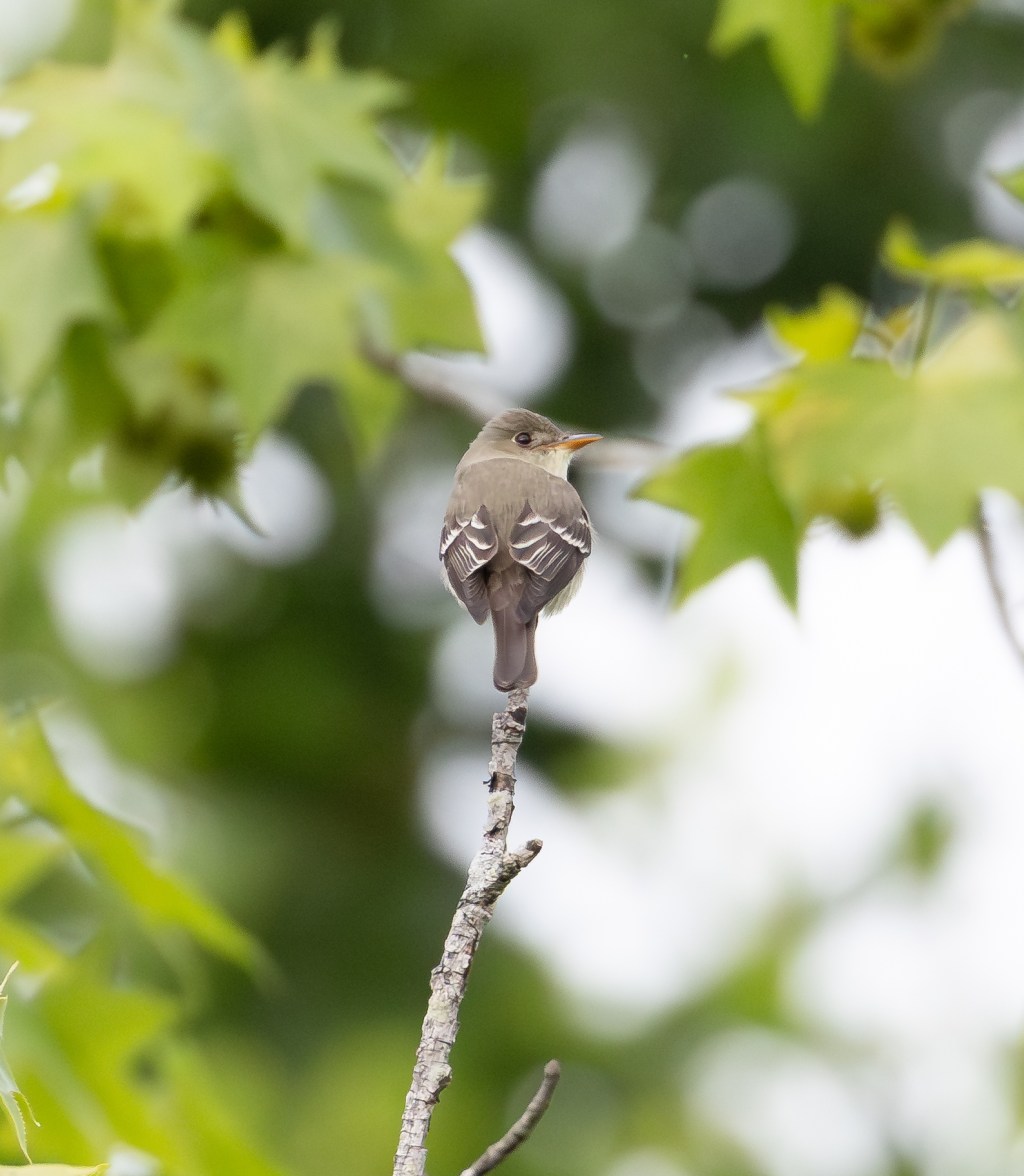 Eastern Wood-Pewee