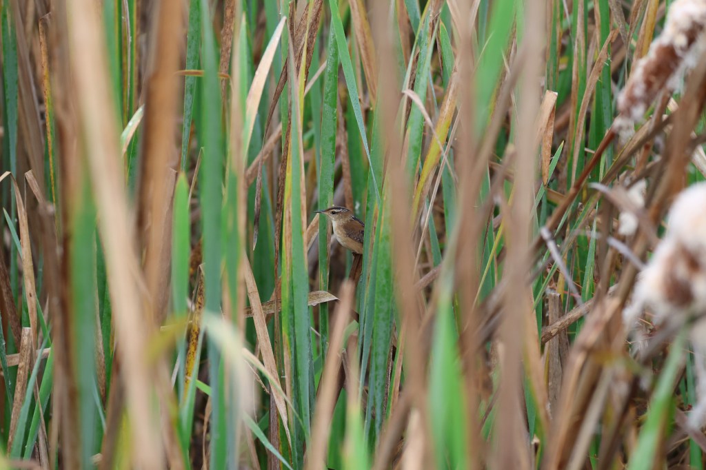 Marsh Wren