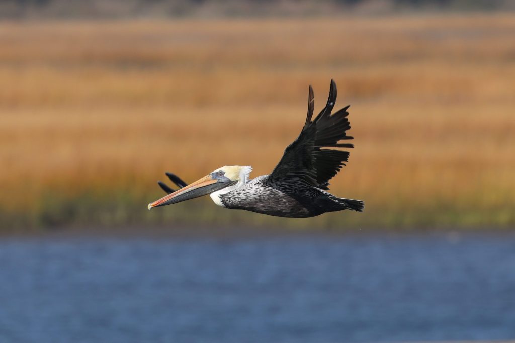 Brown Pelican