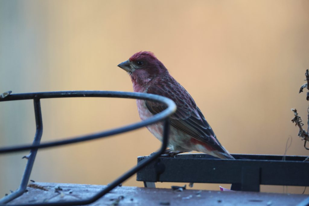 Purple Finch
