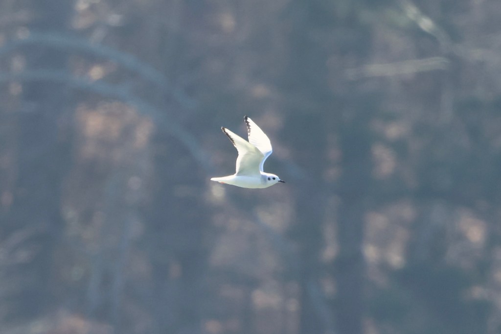 Bonaparte’s Gull
