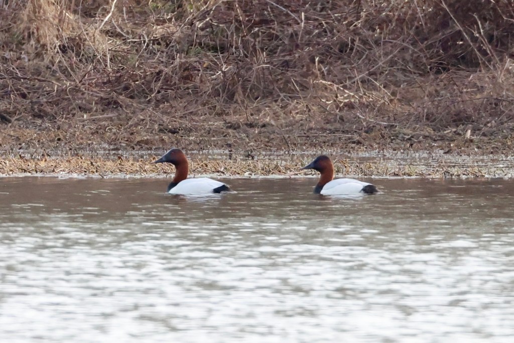 Canvasback