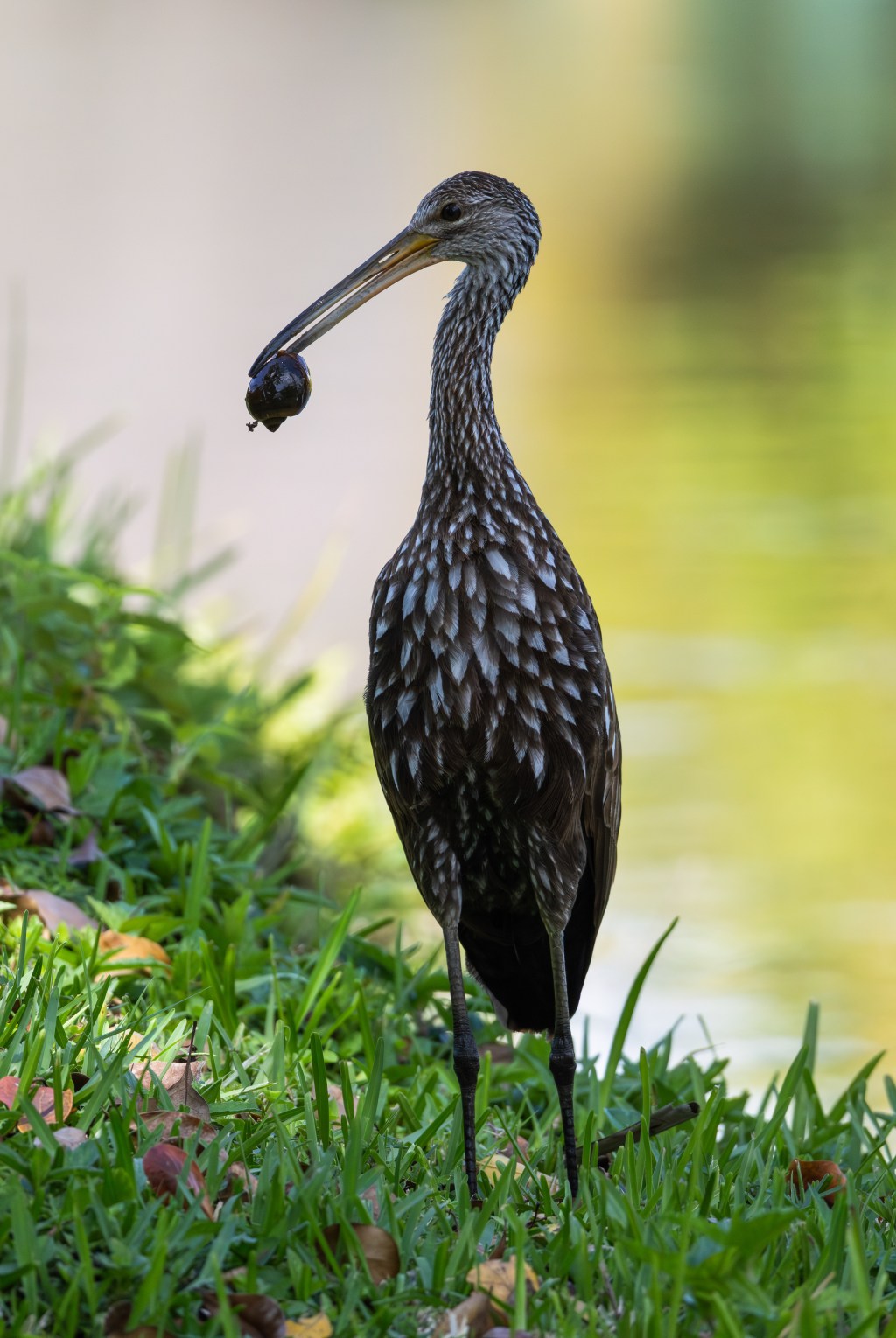 Limpkin