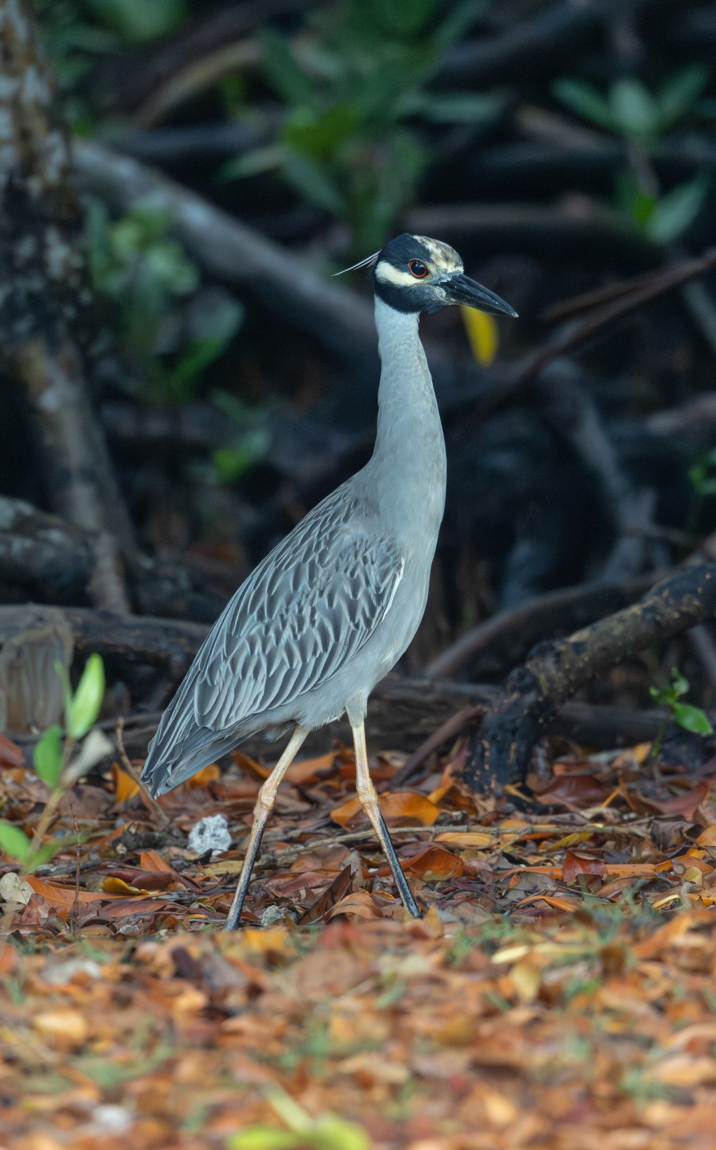 Yellow-crowned Night Heron