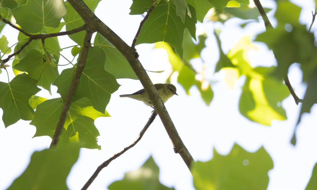 Tennessee Warbler