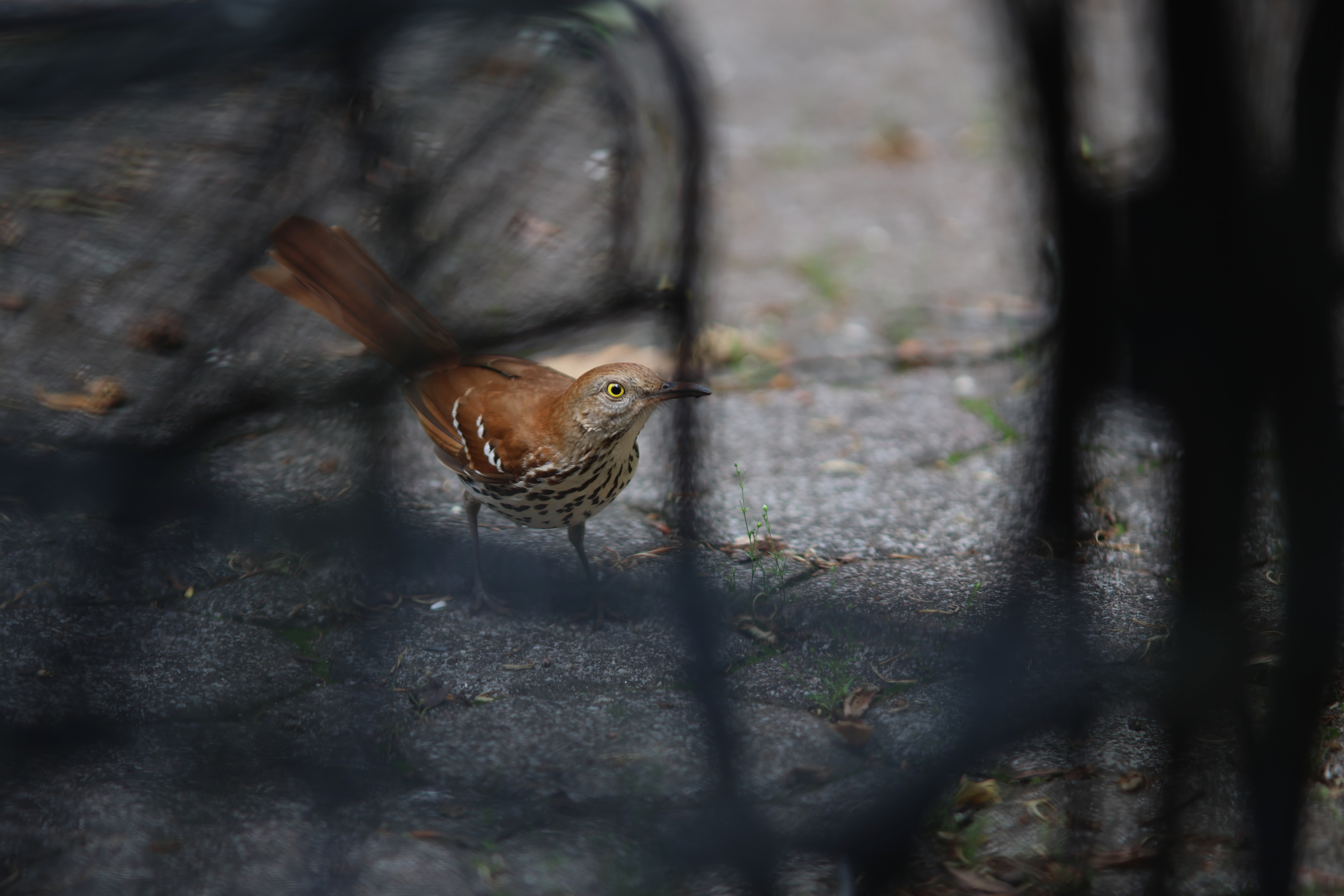 Brown Thrasher