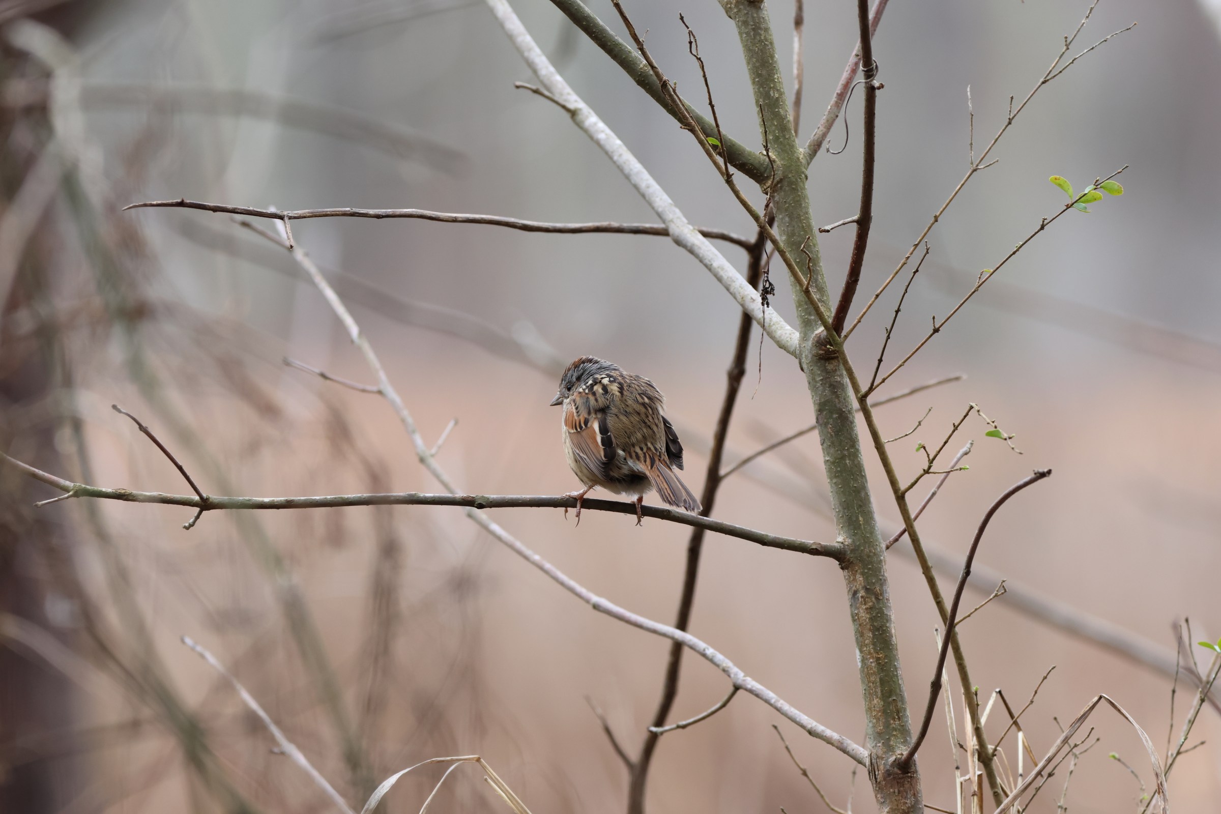 Swamp Sparrow