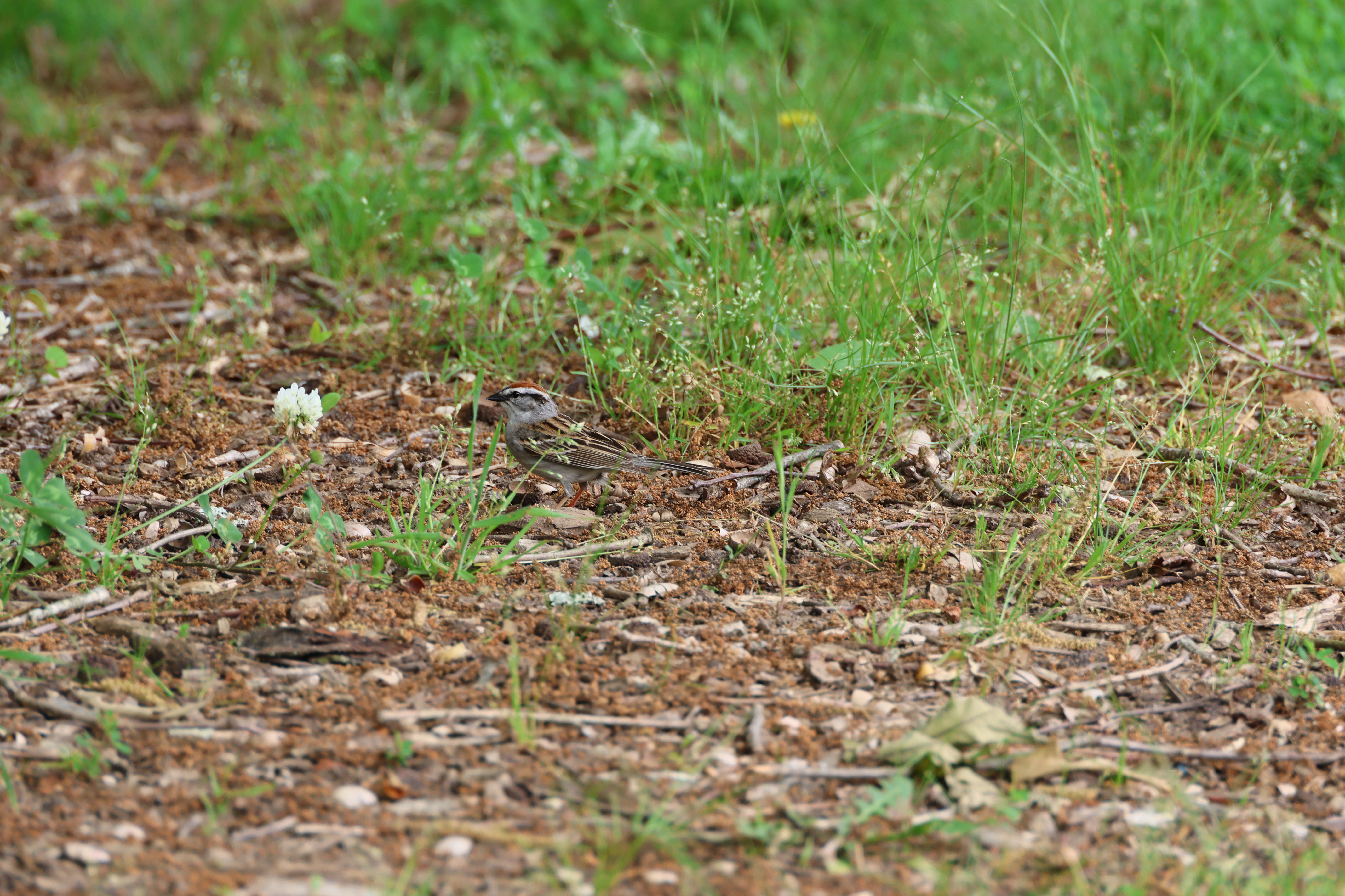Chipping Sparrow
