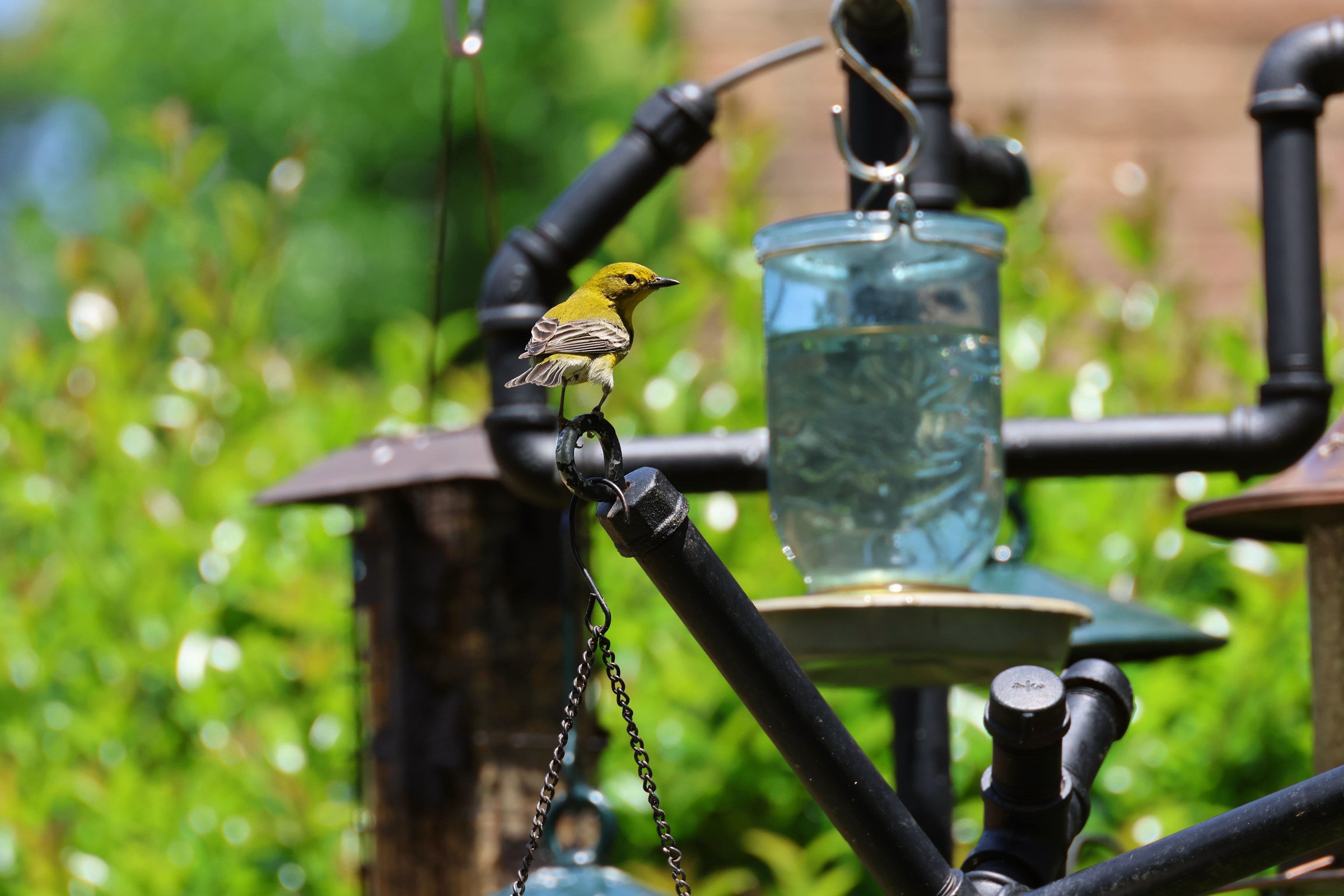 Pine Warbler