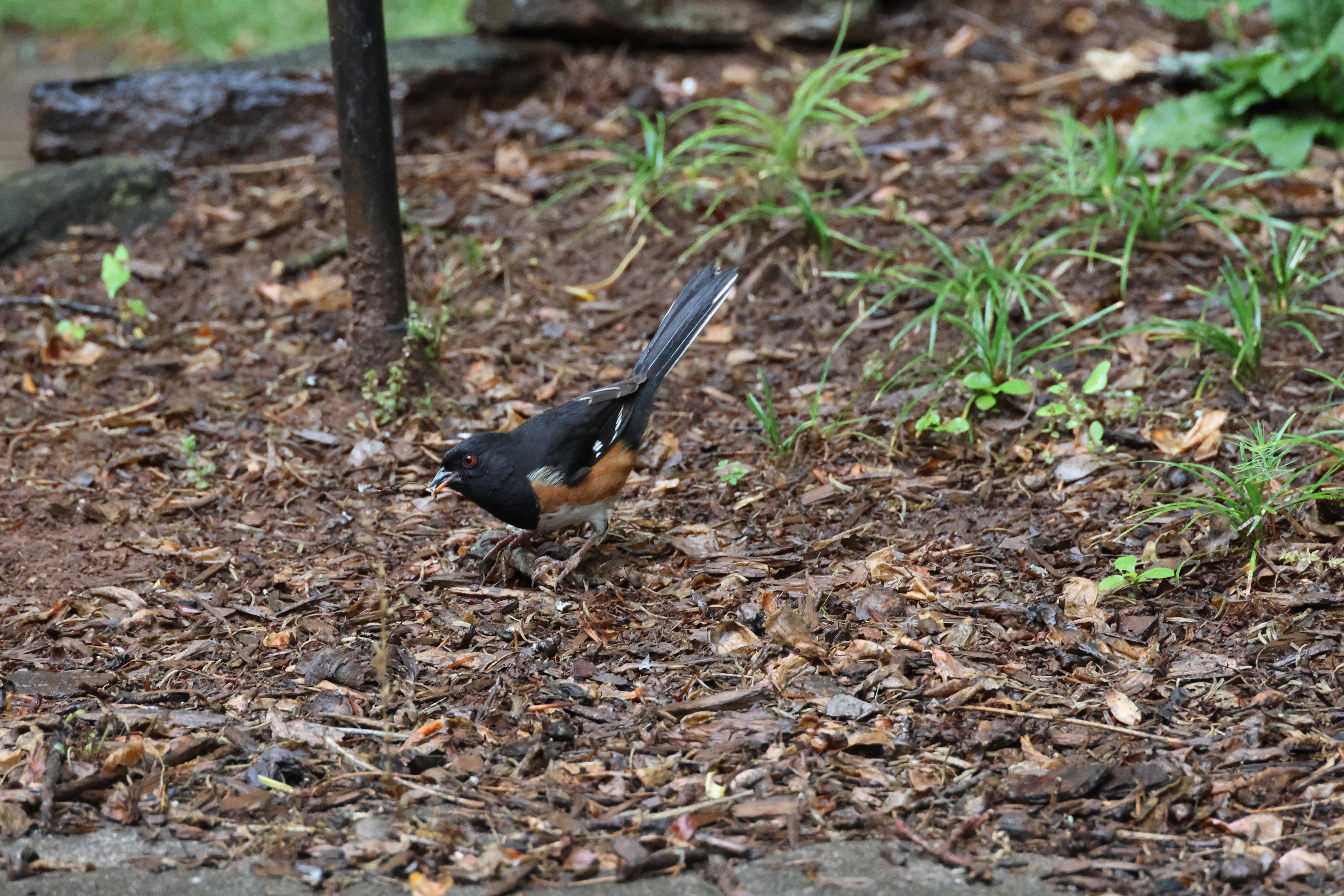 Eastern Towhee