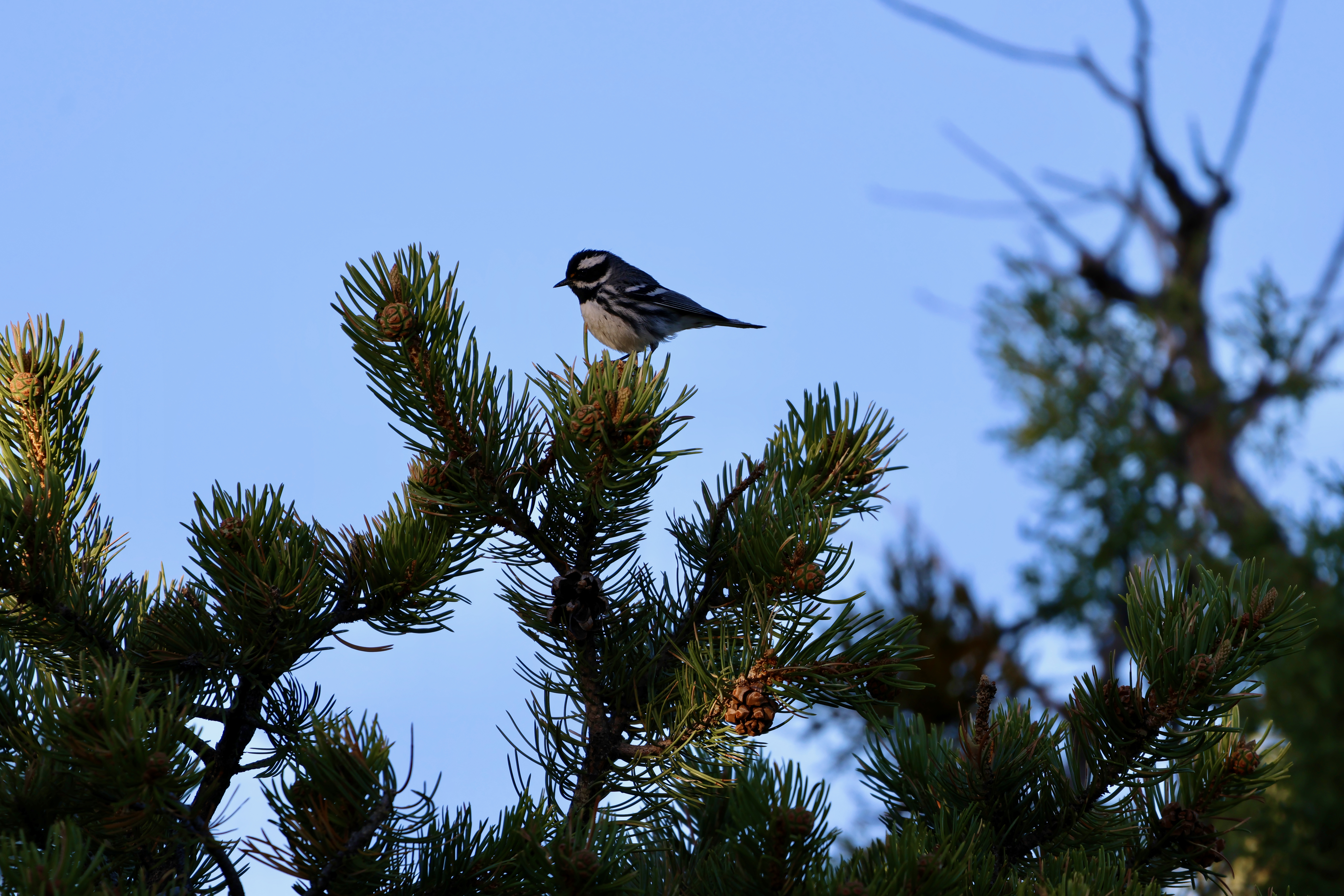 Black-throated Gray Warbler