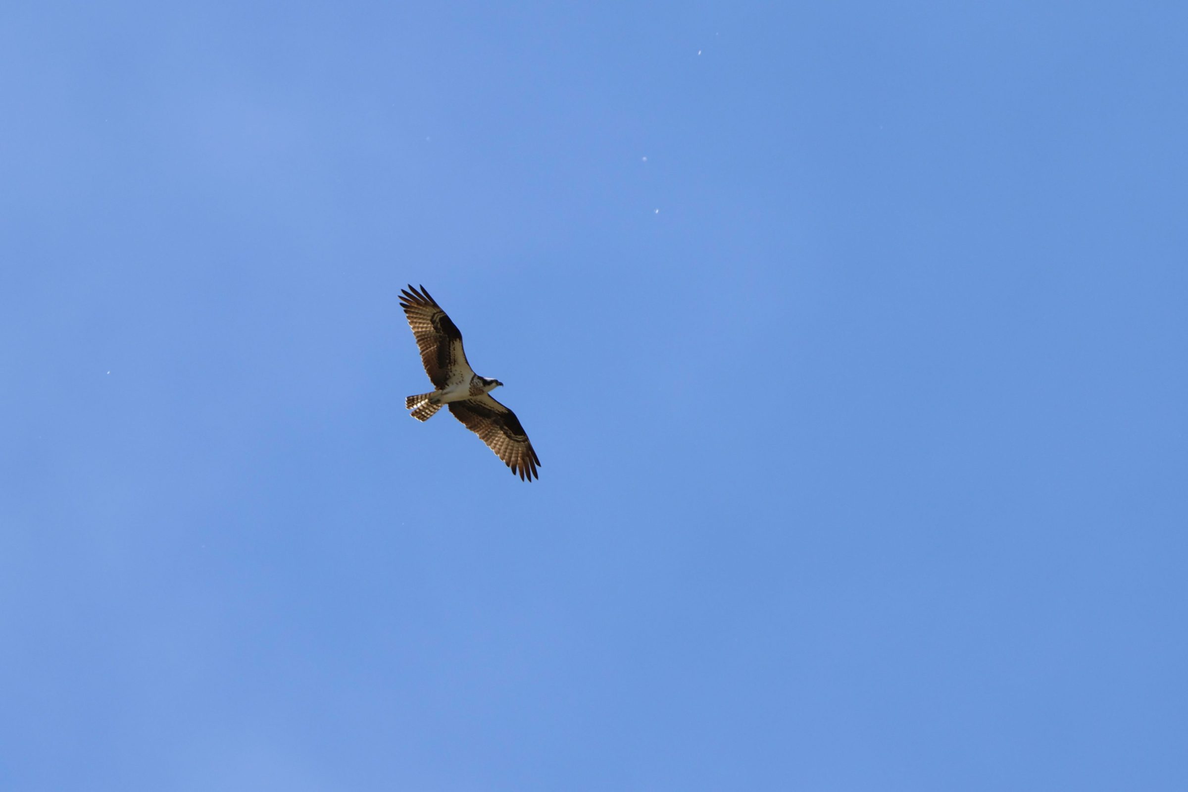 Osprey