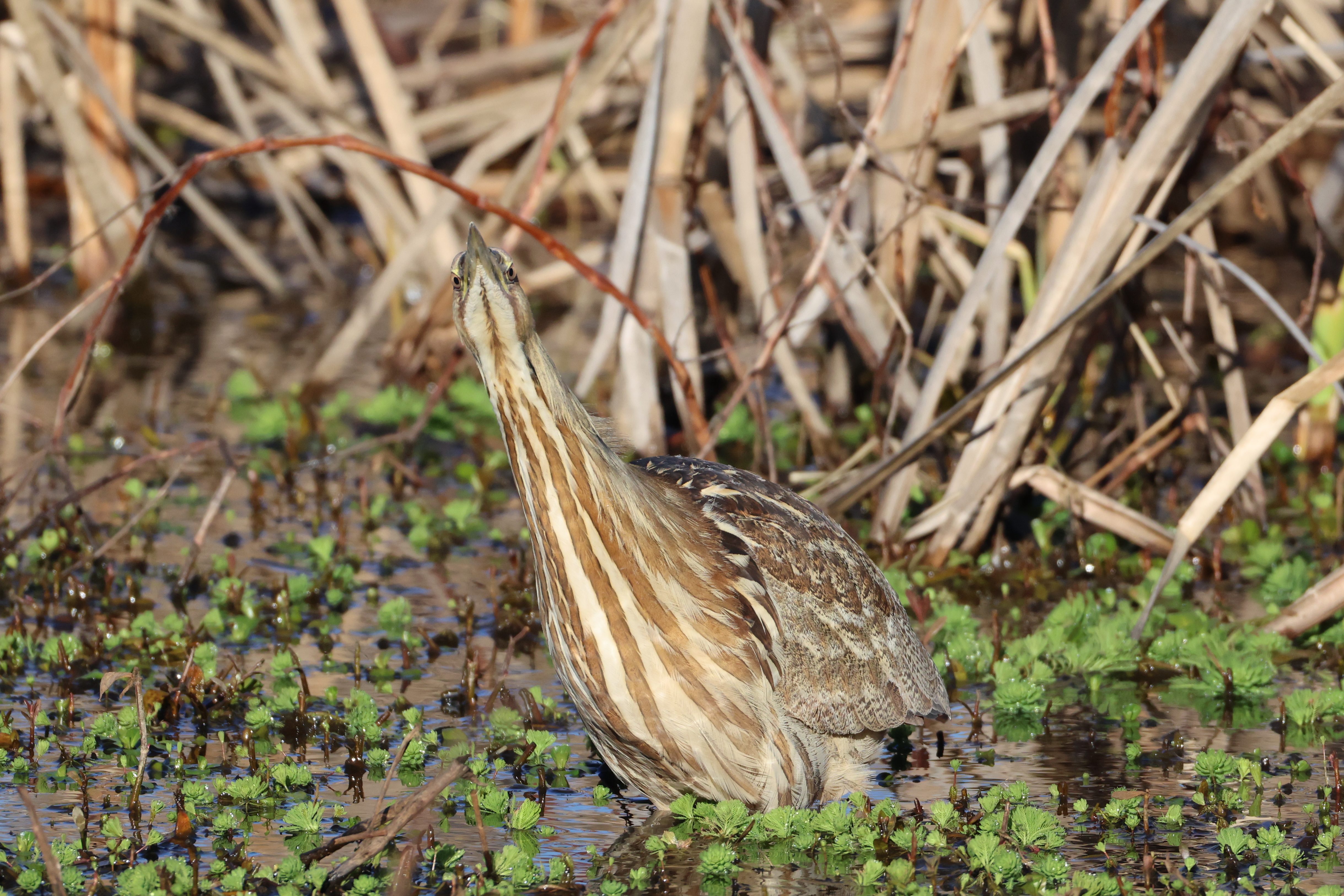 American Bittern