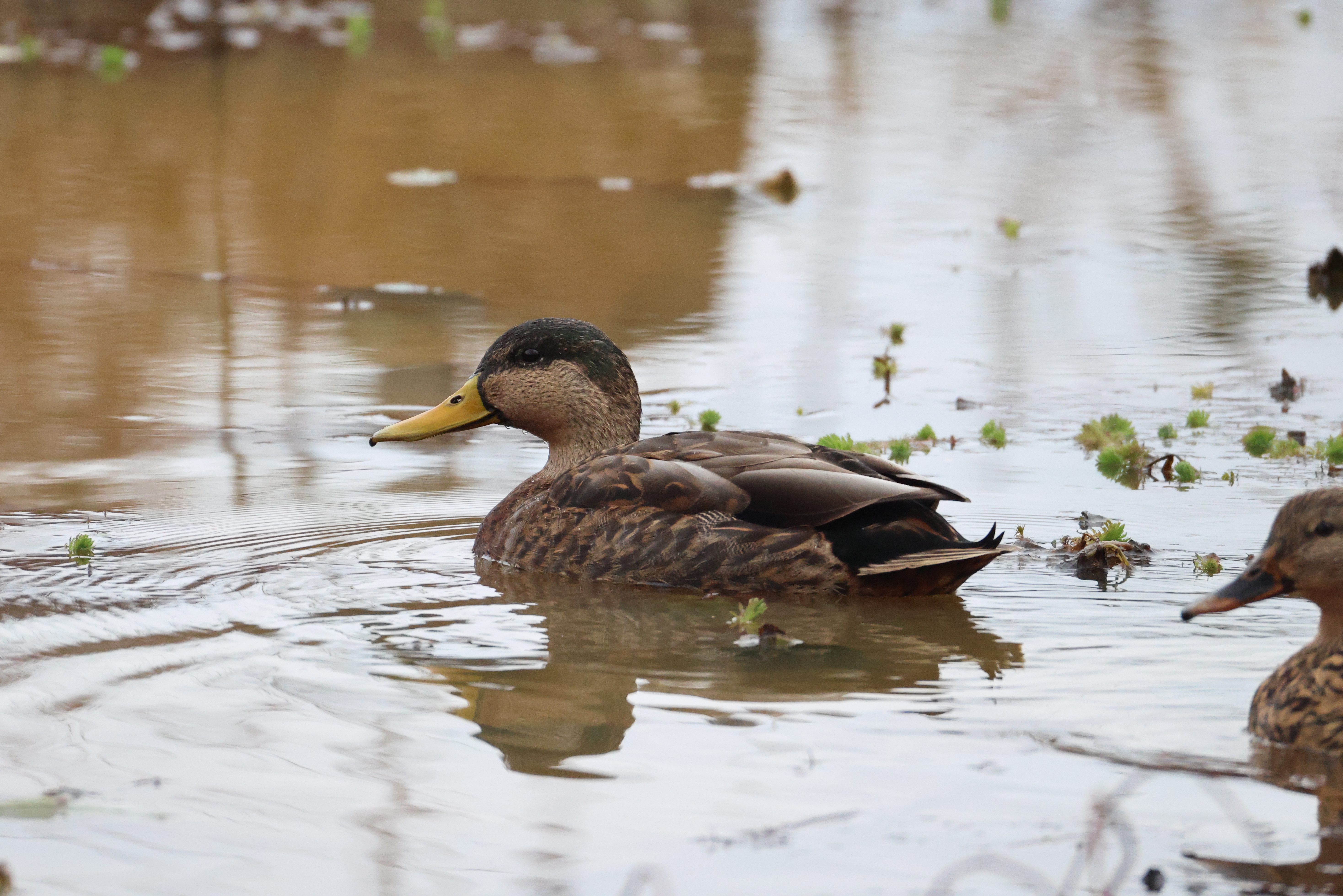 American Black Duck