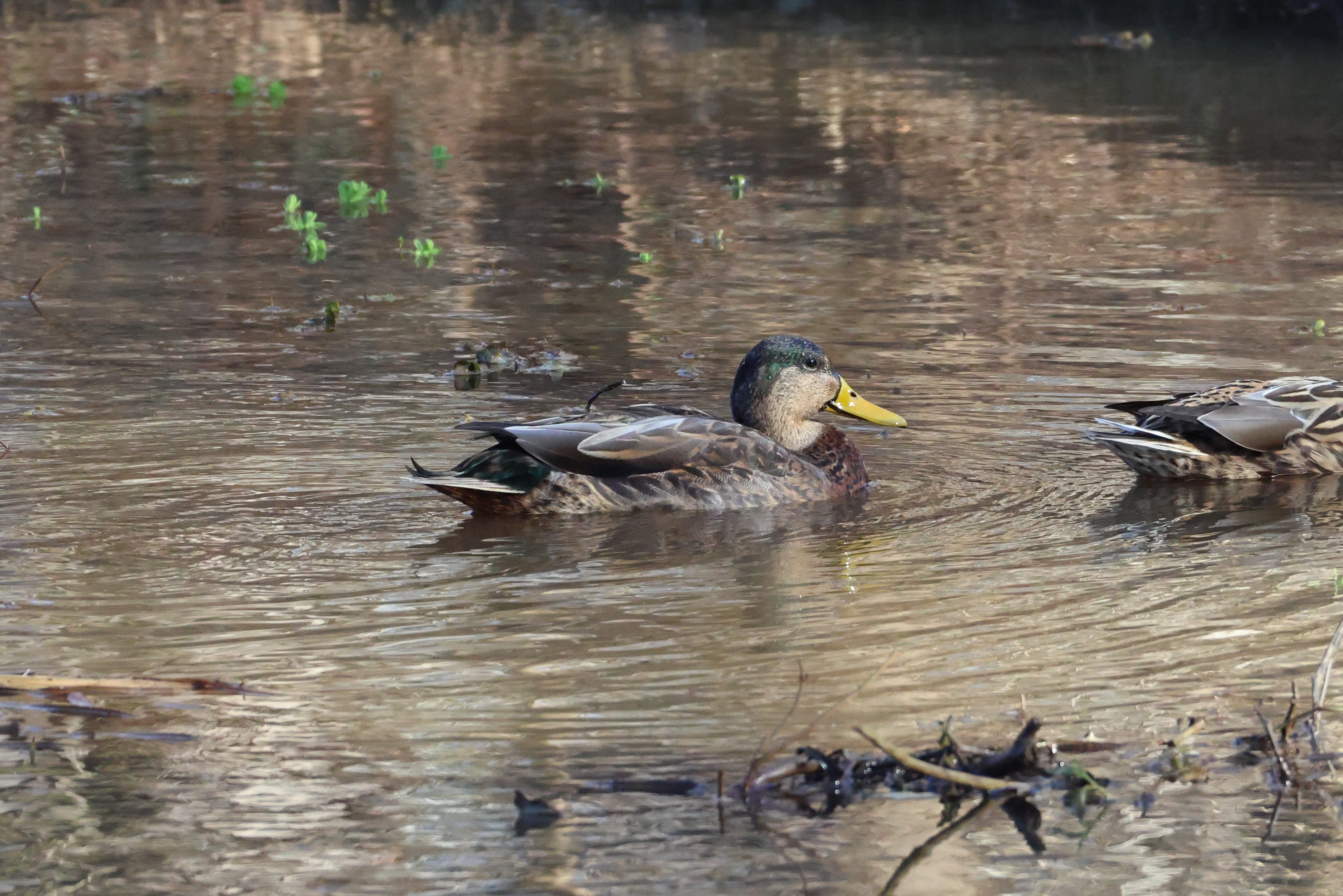 American Black Duck