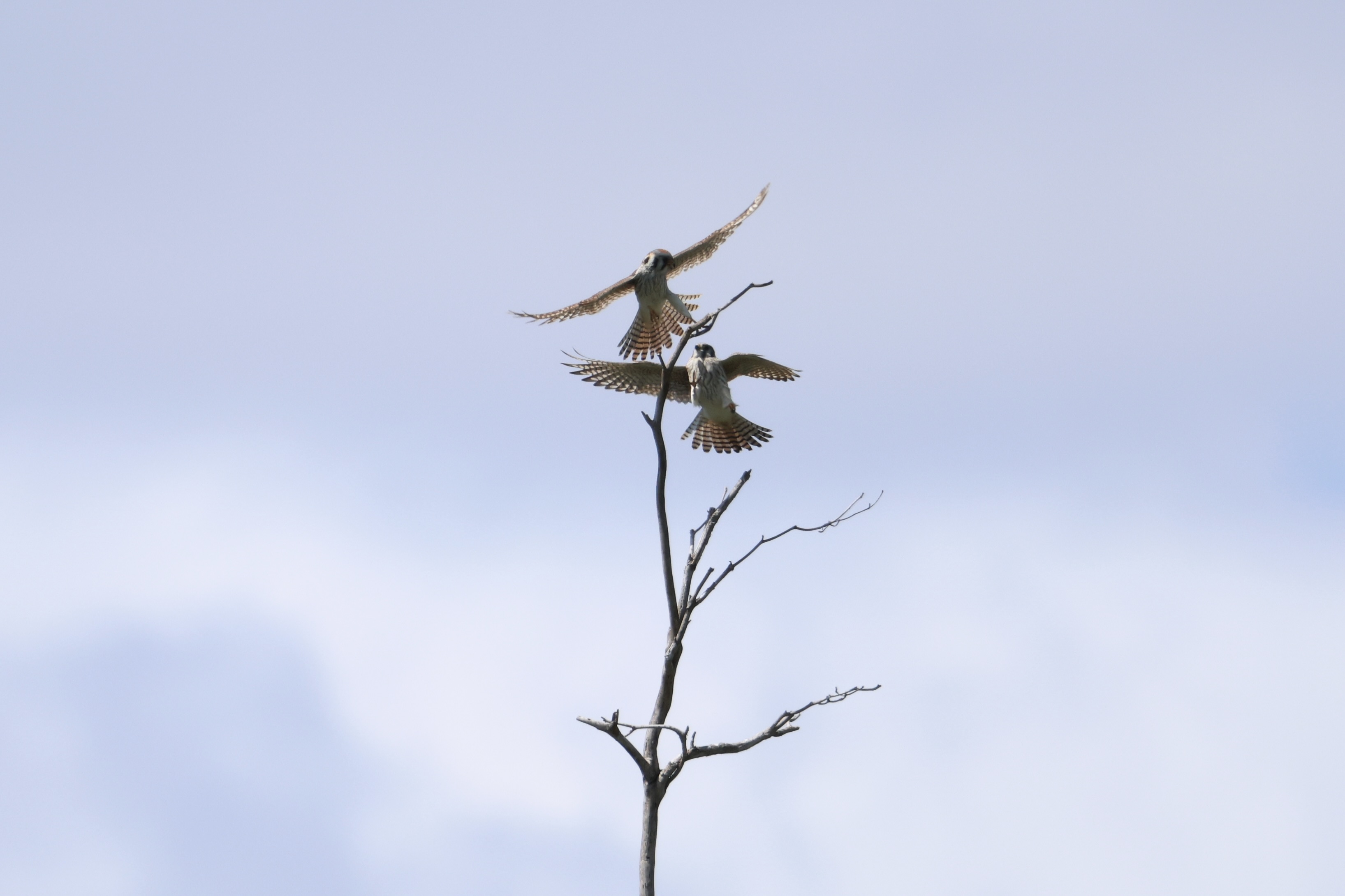 American Kestrel