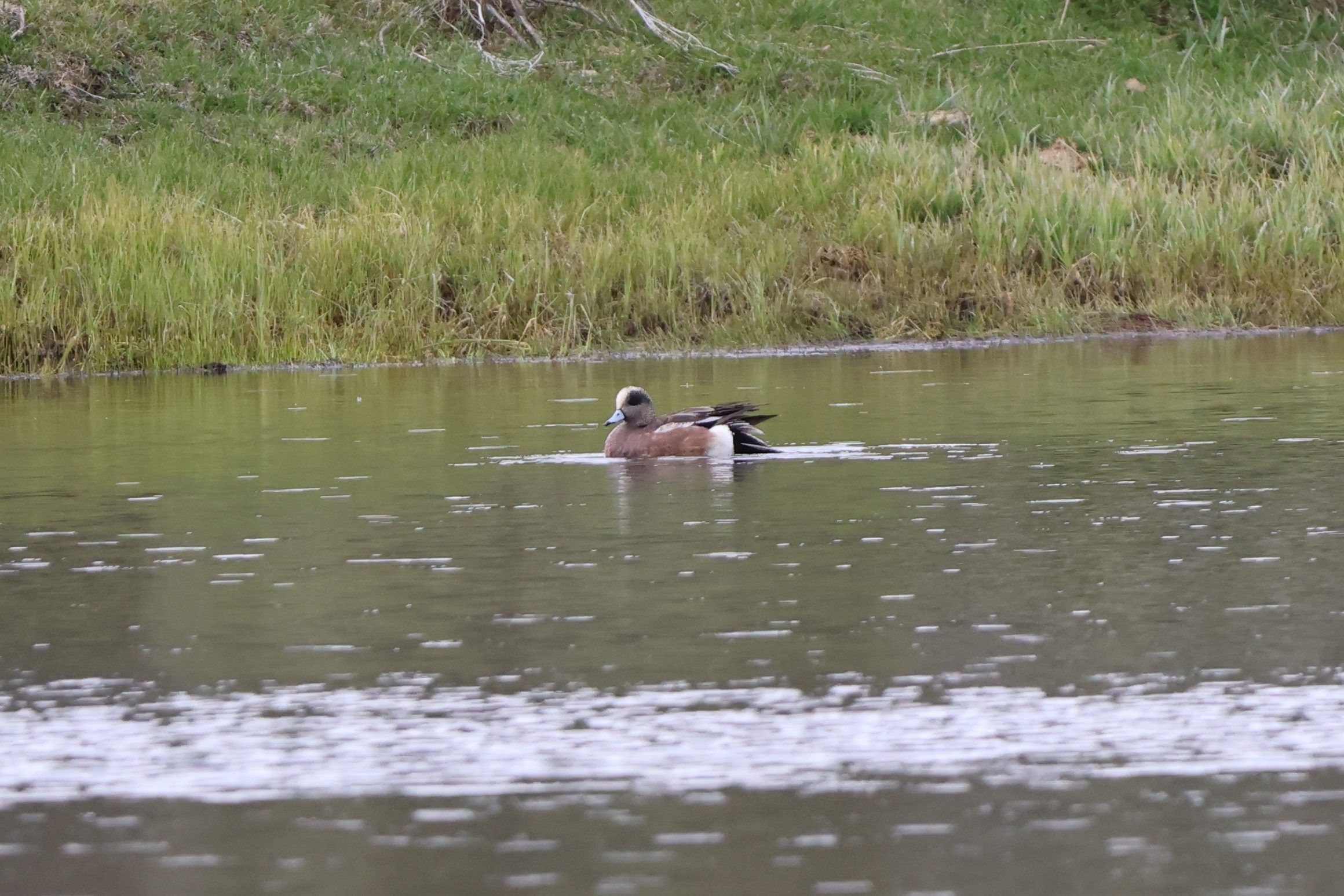 American Wigeon