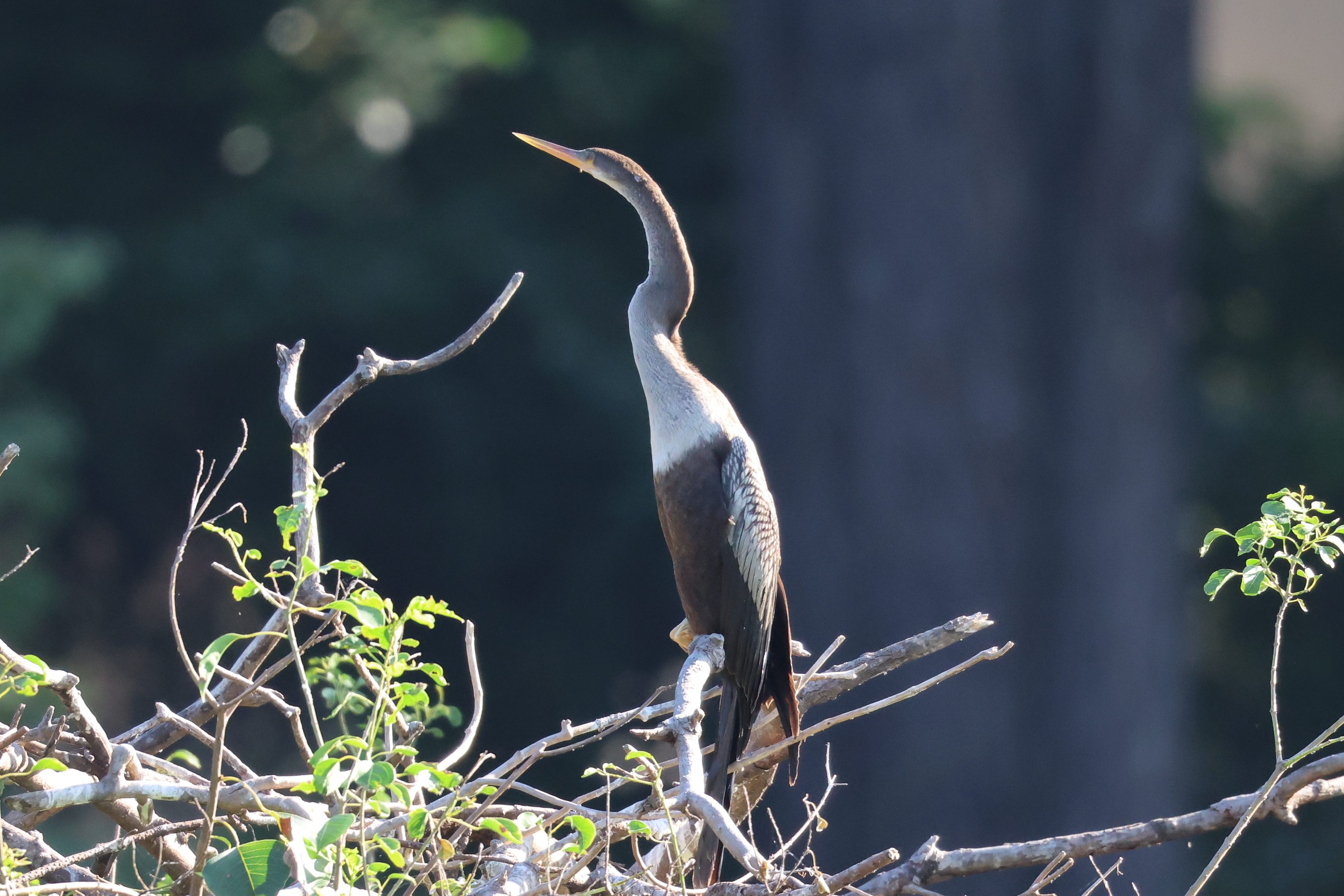 Anhinga