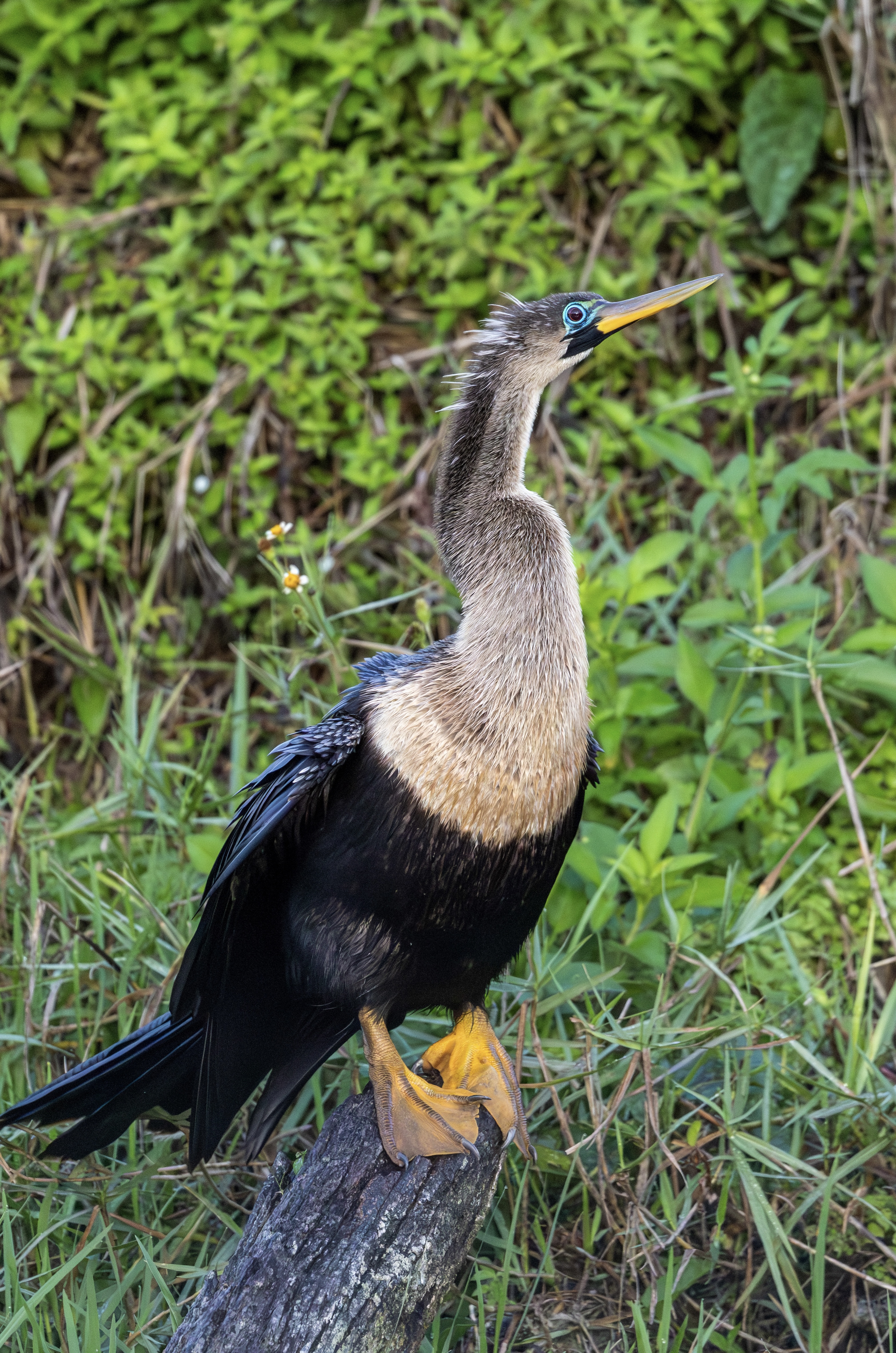 Anhinga