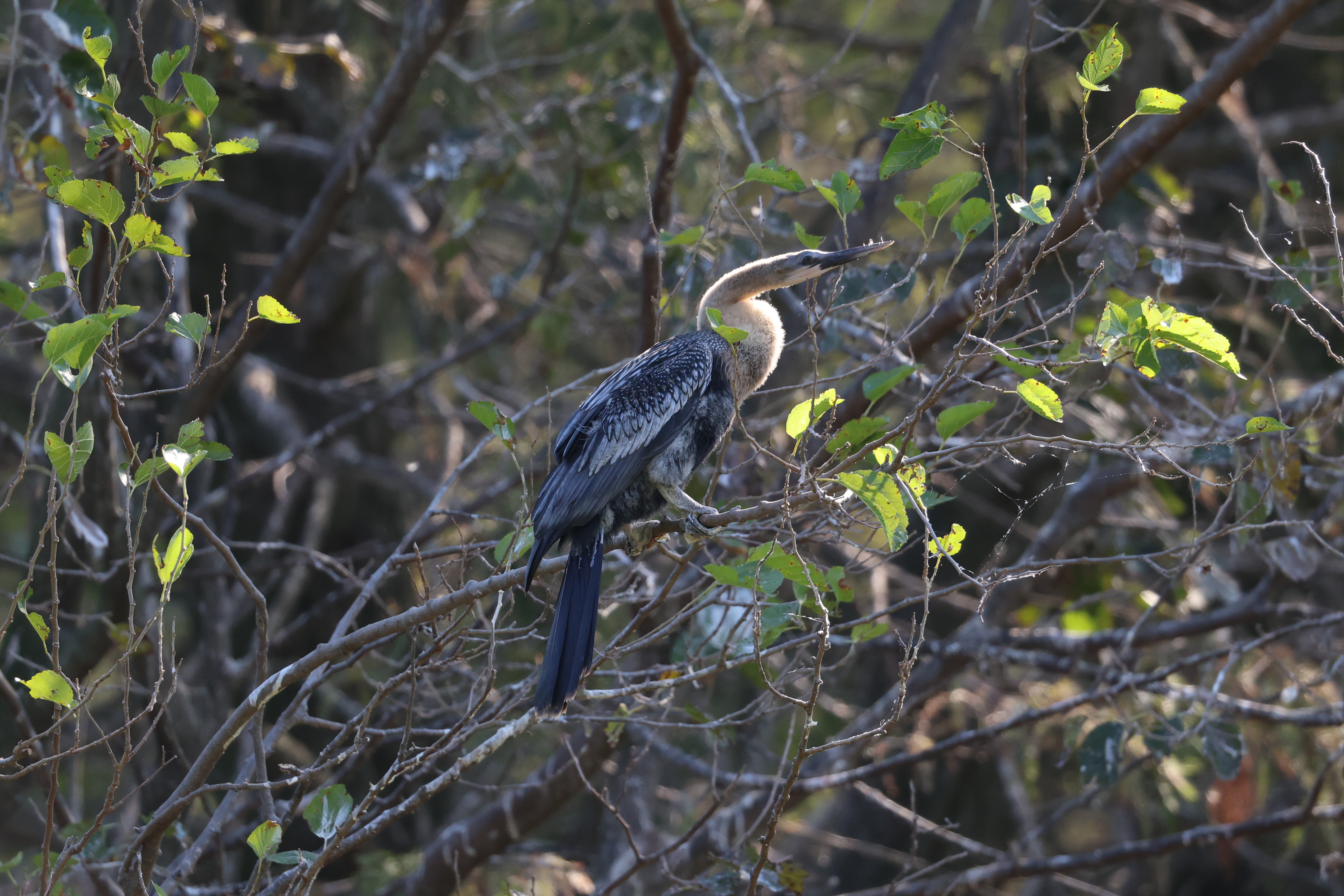 Anhinga