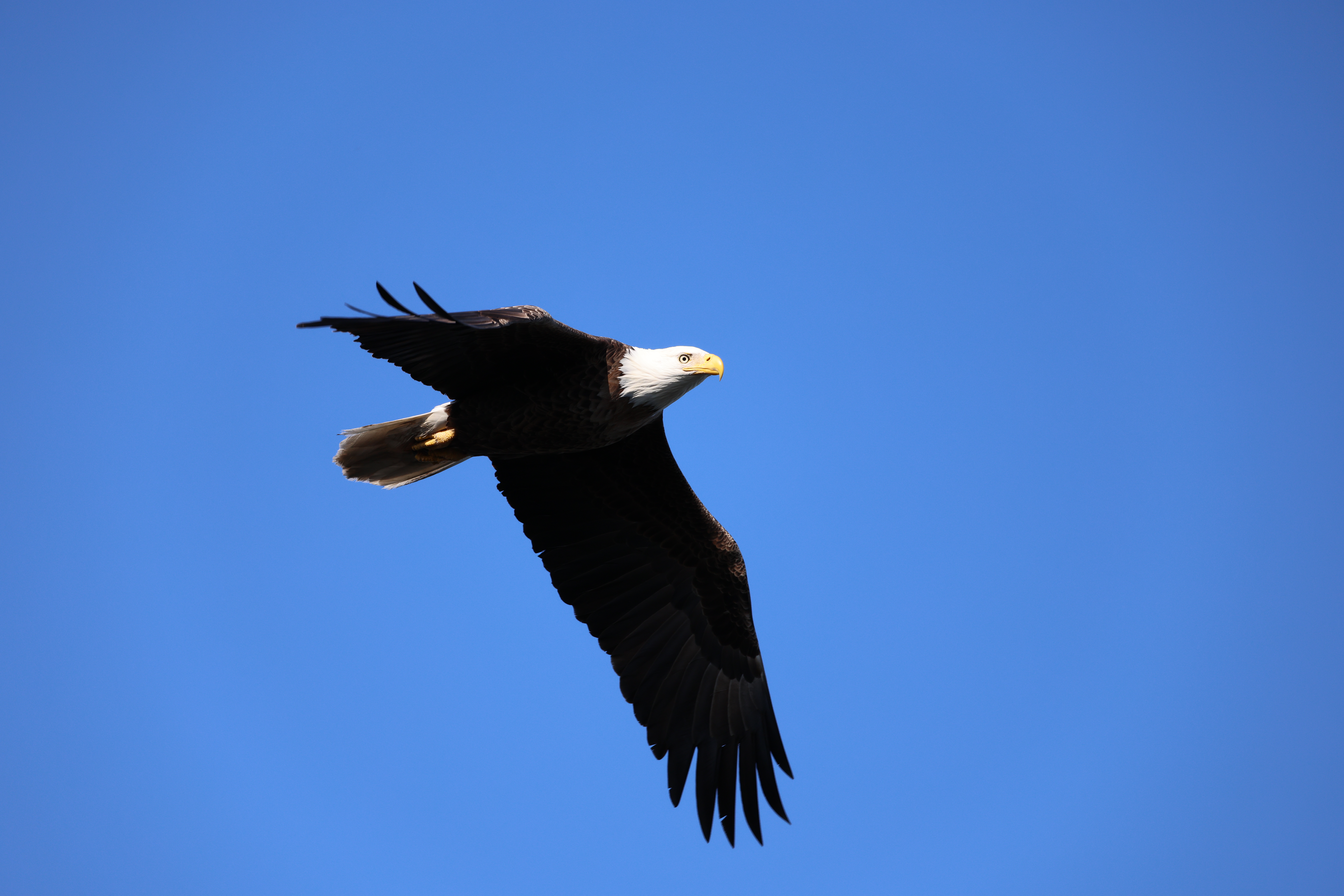 Bald Eagle