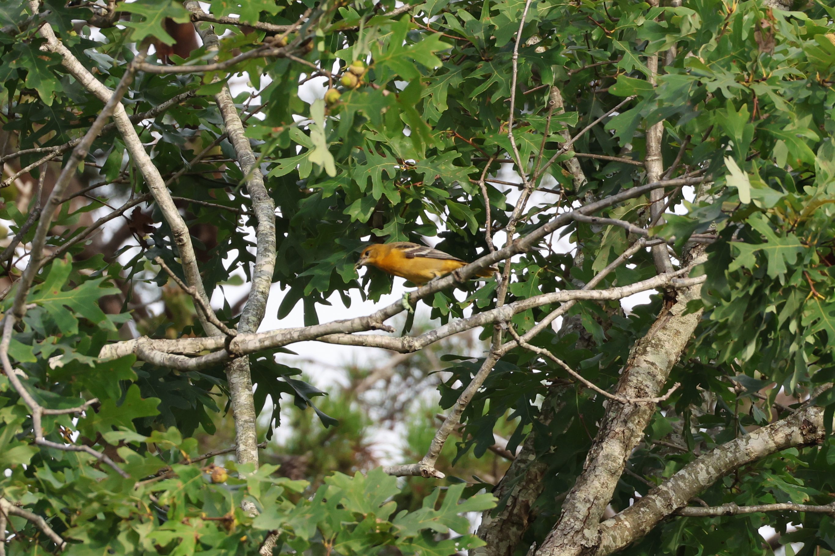 Baltimore Oriole