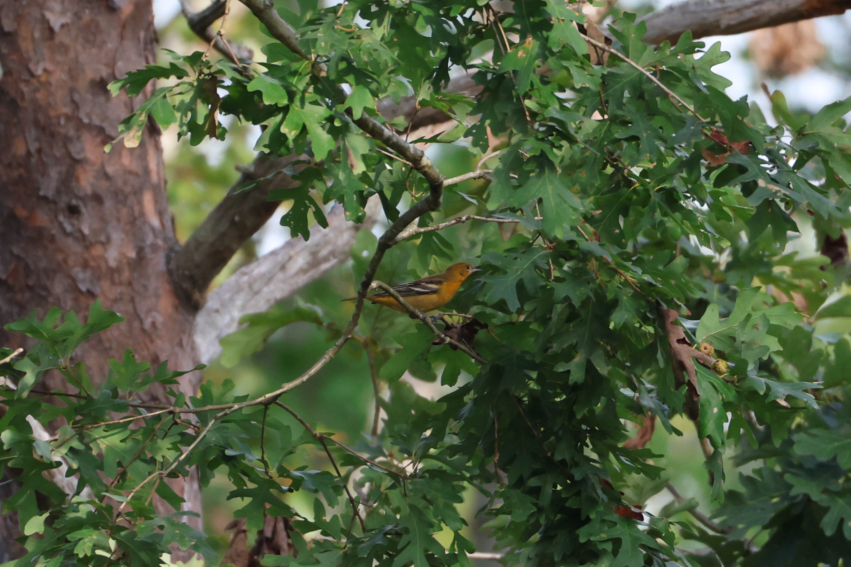 Baltimore Oriole