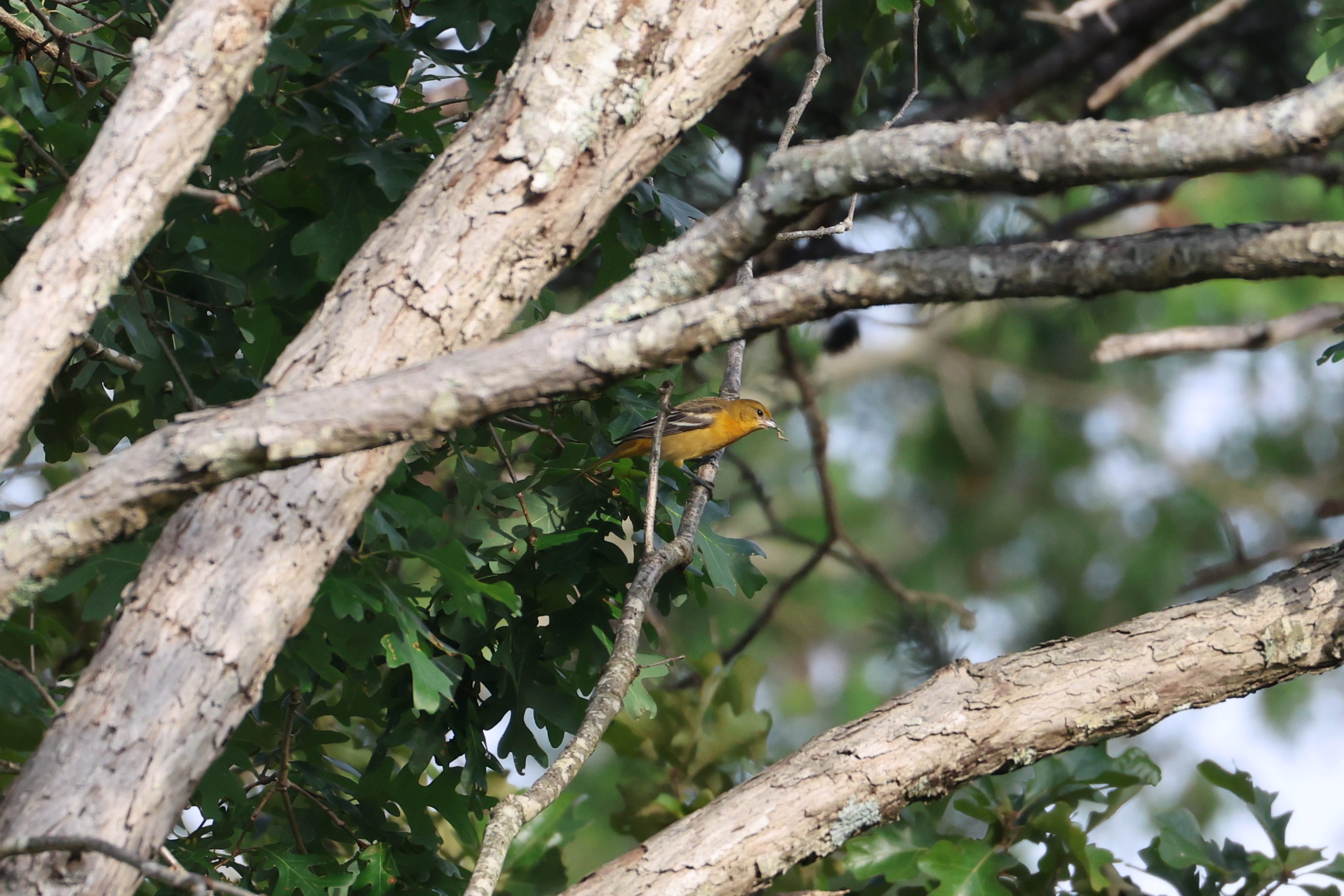 Baltimore Oriole