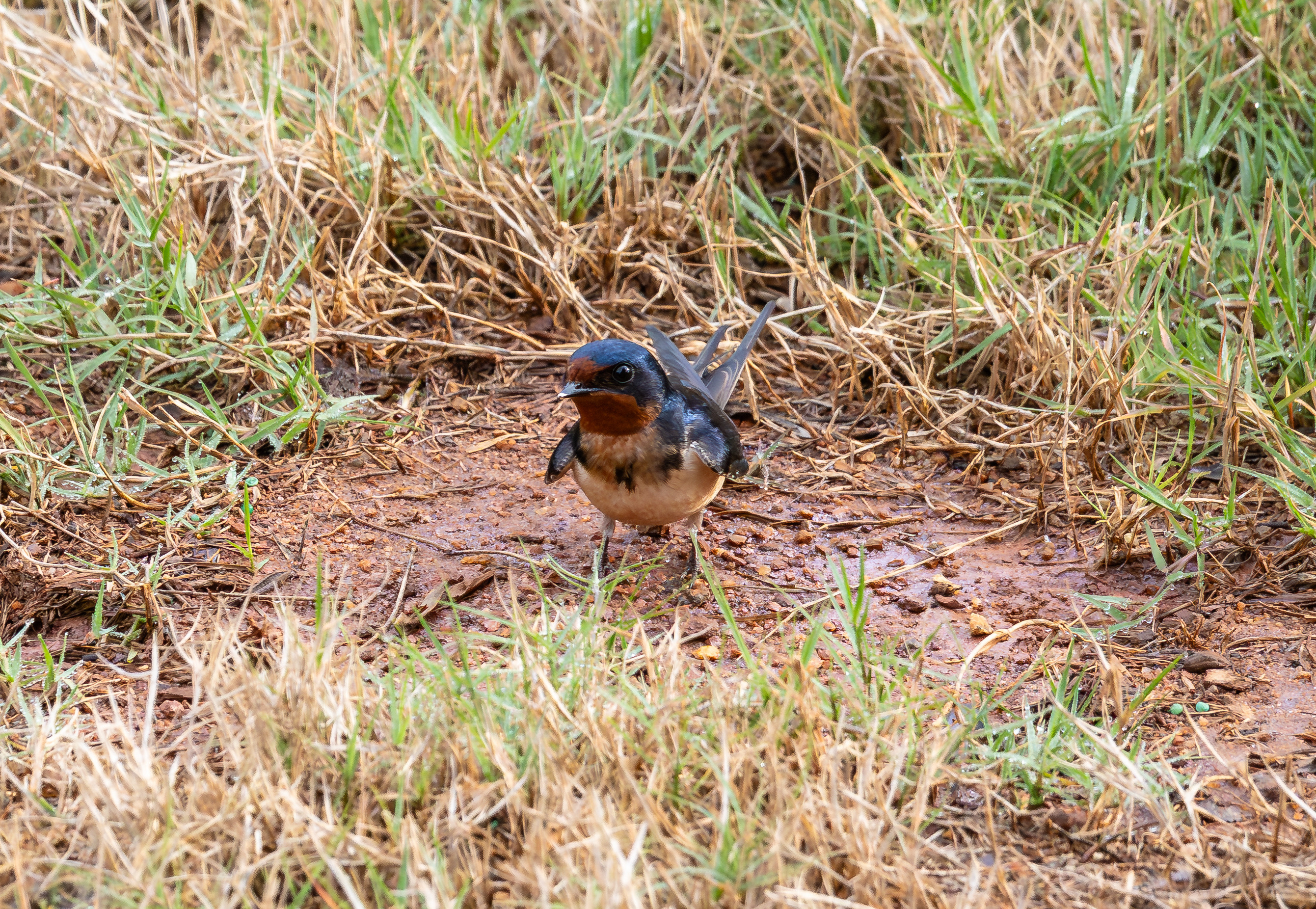 Barn Swallow