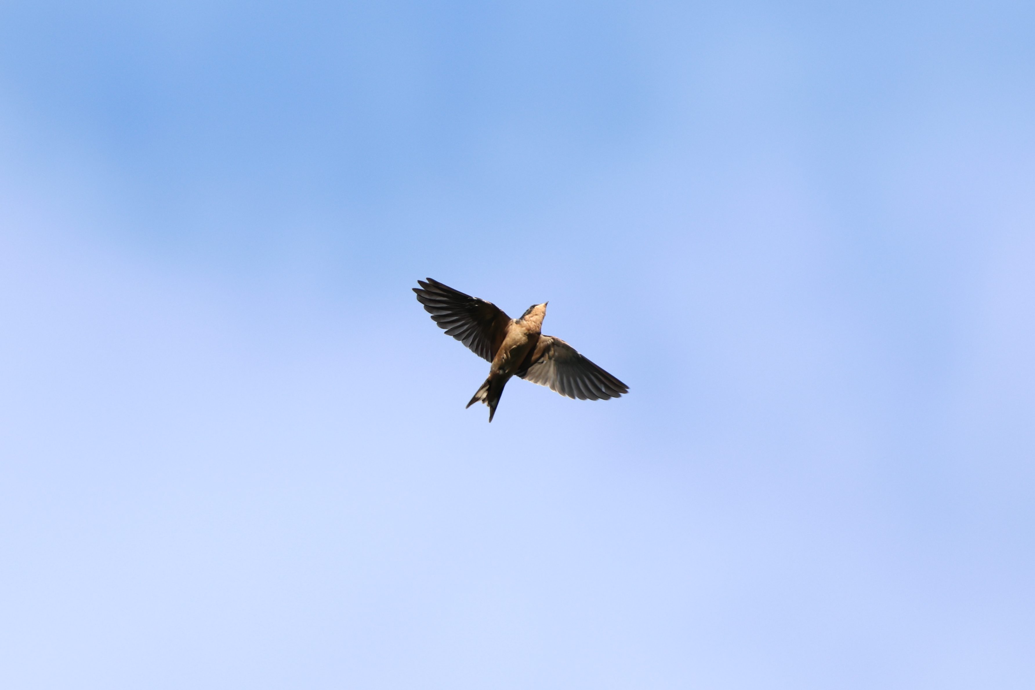 Barn Swallow