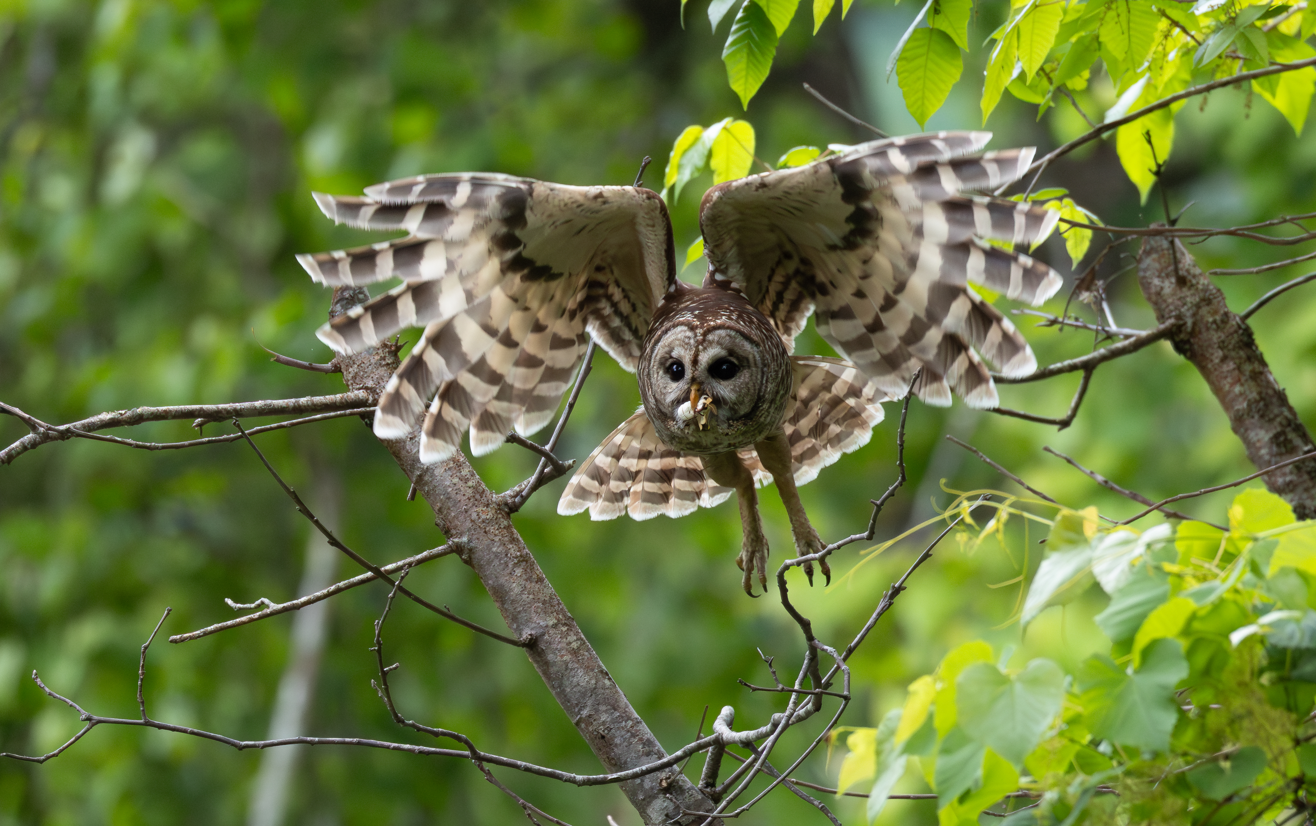 Barred Owl