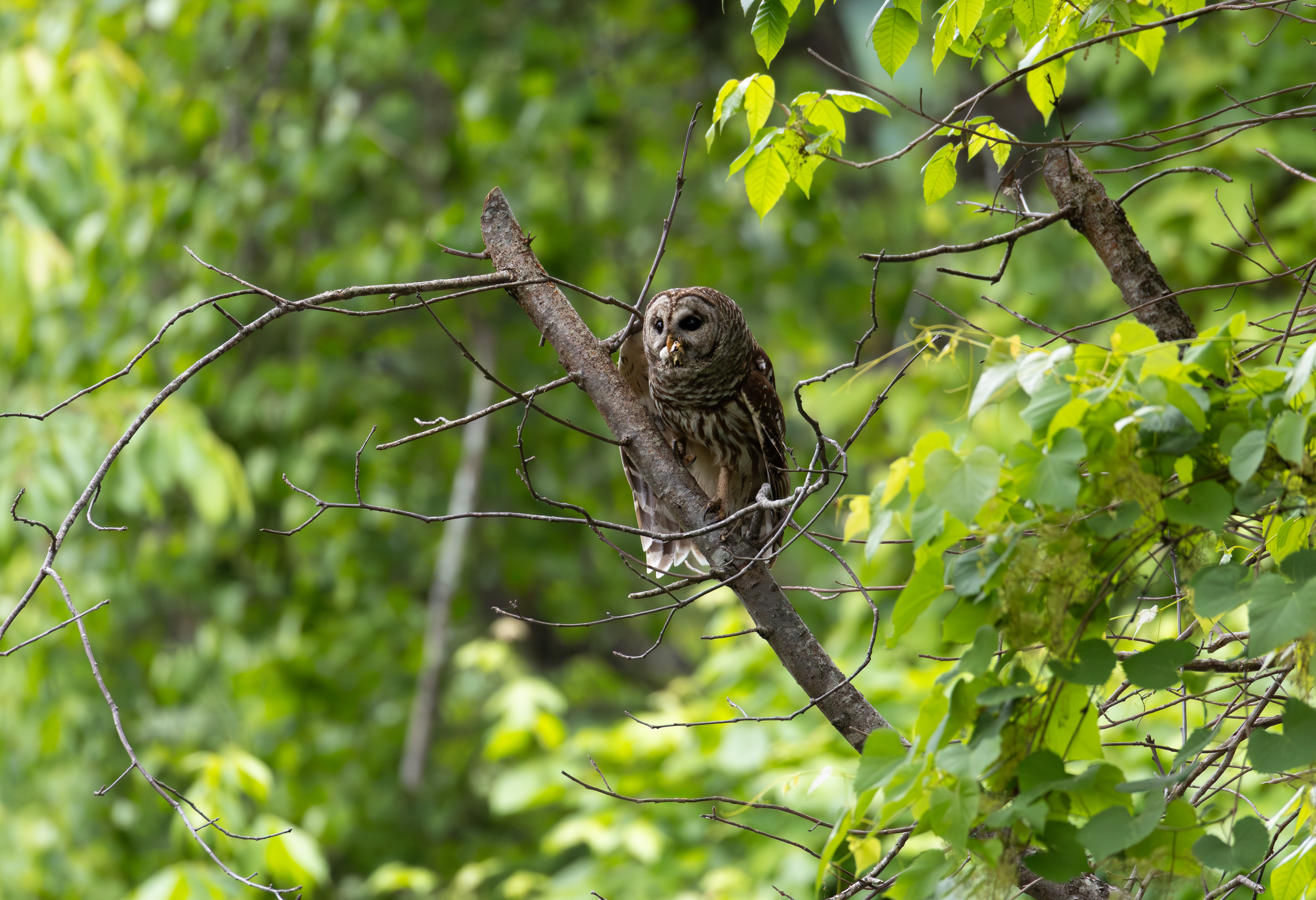 Barred Owl