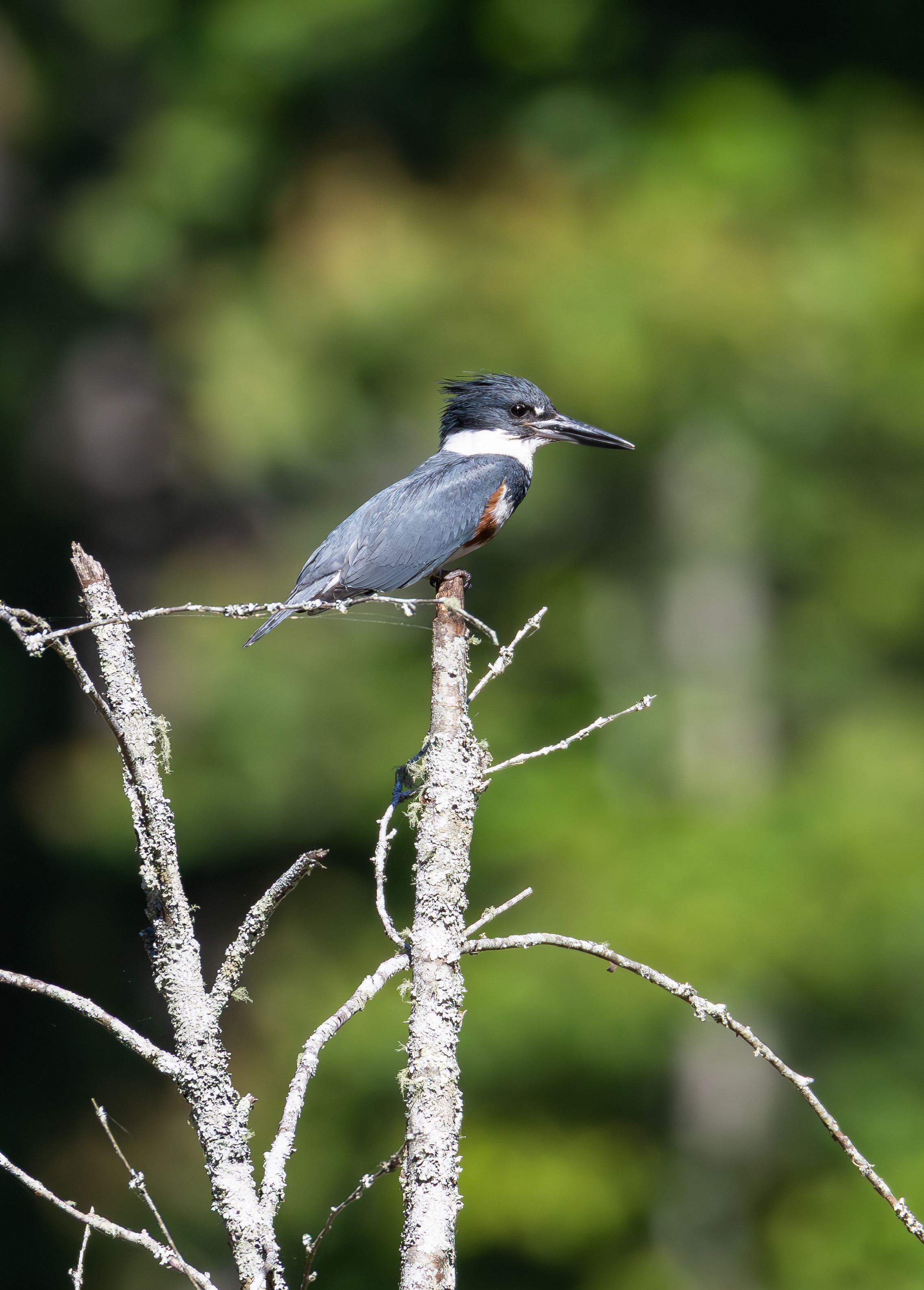 Belted Kingfisher
