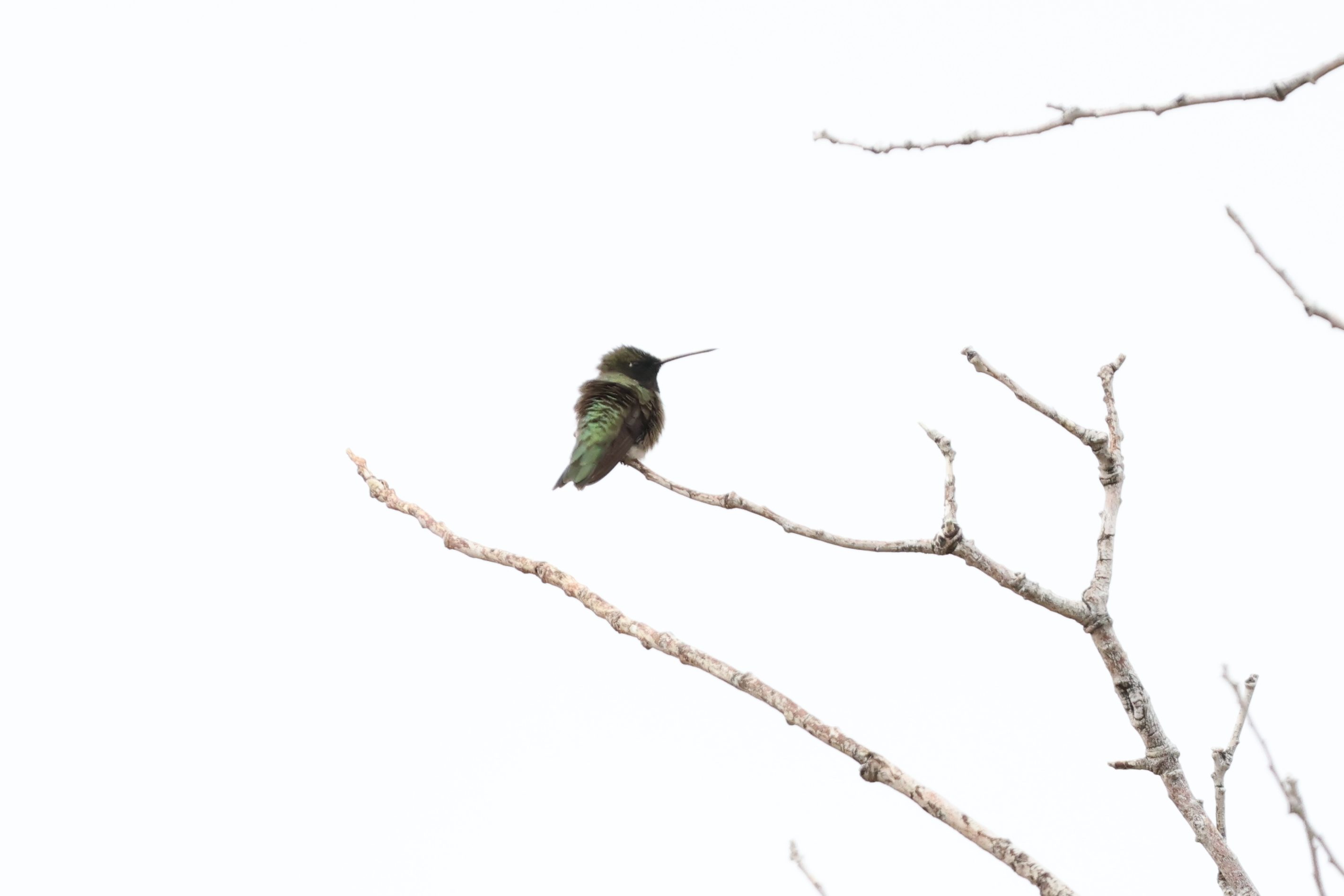 Black-chinned Hummingbird