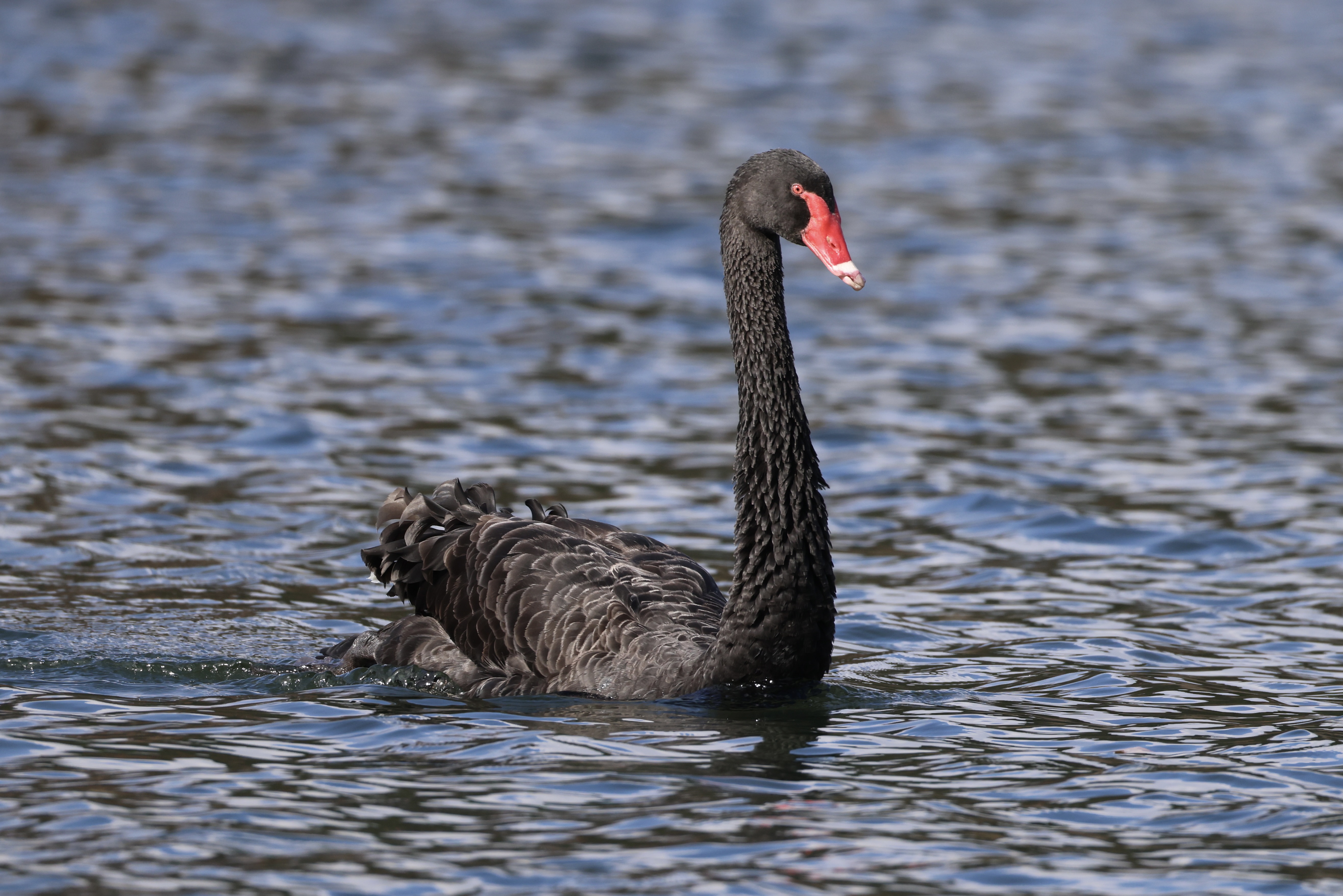 Black Swan
