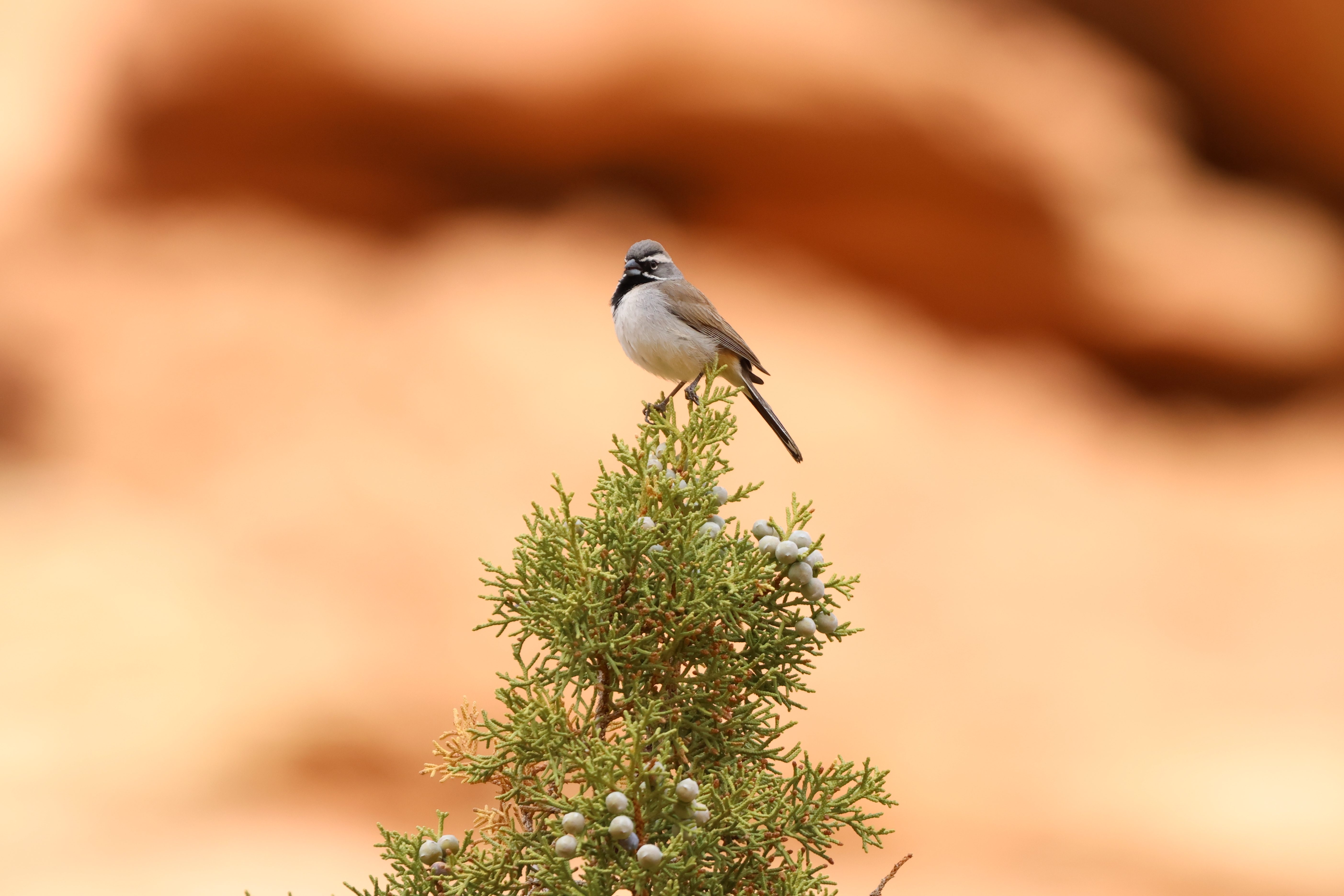 Black-throated Sparrow