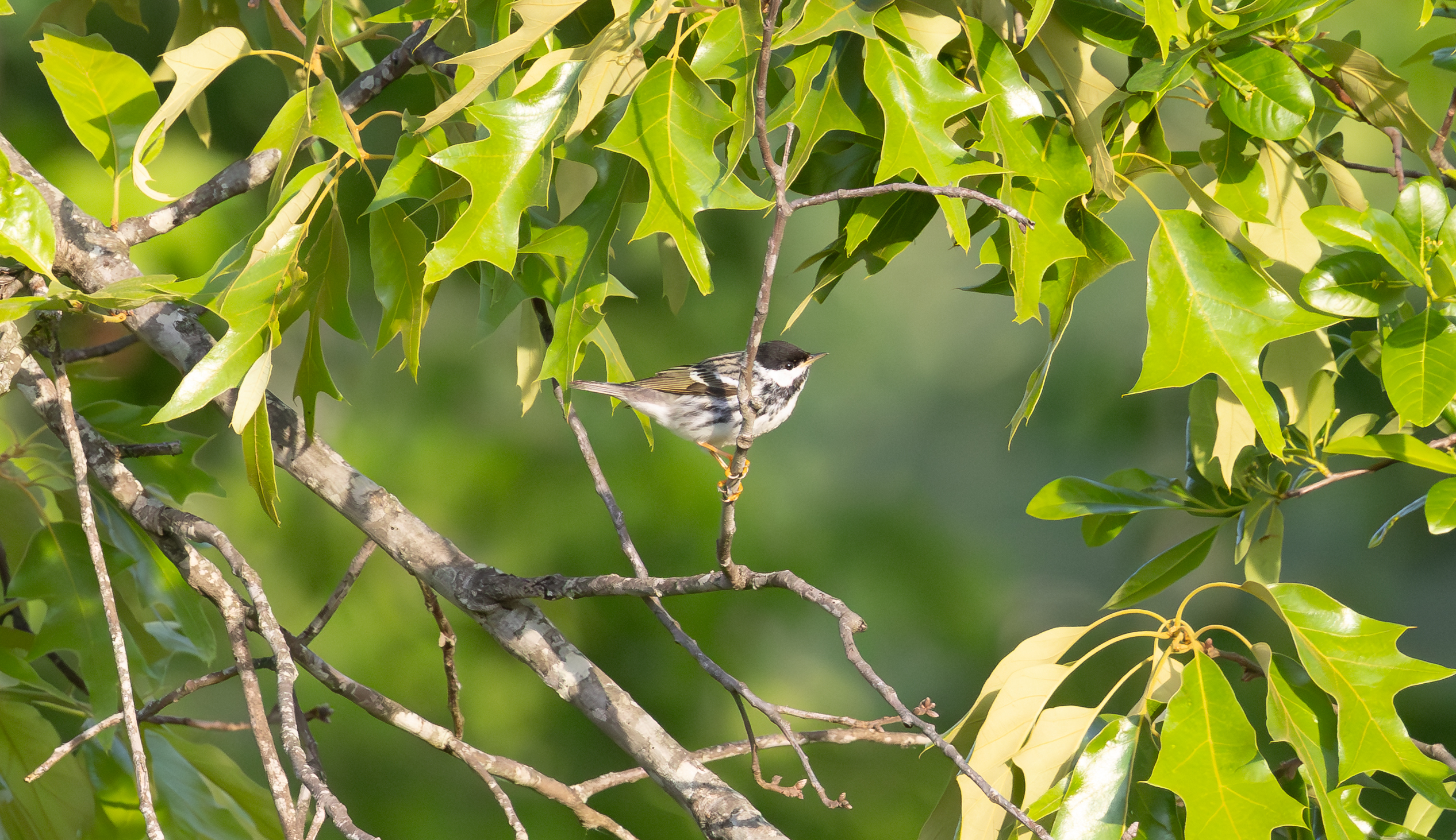 Blackpoll Warbler