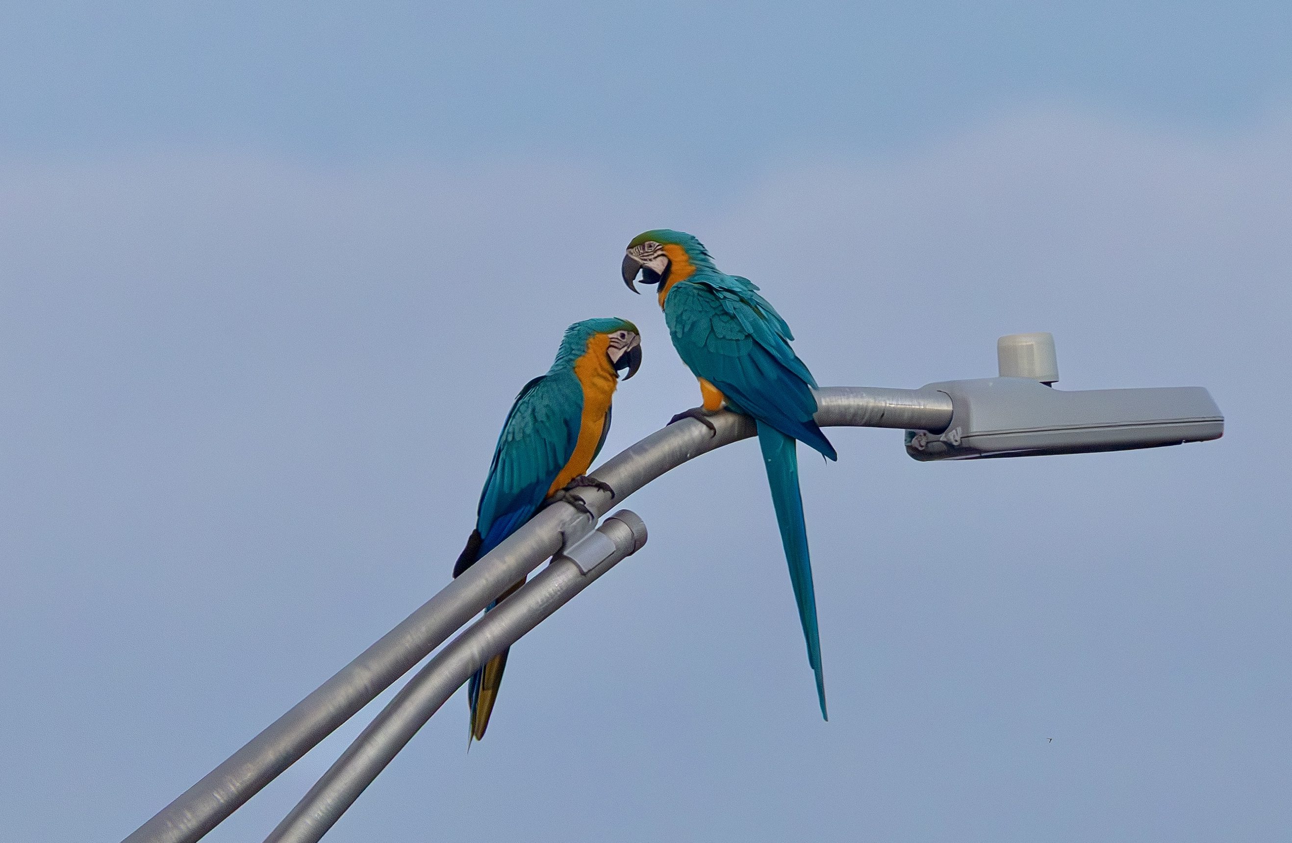 Blue-and-yellow Macaw