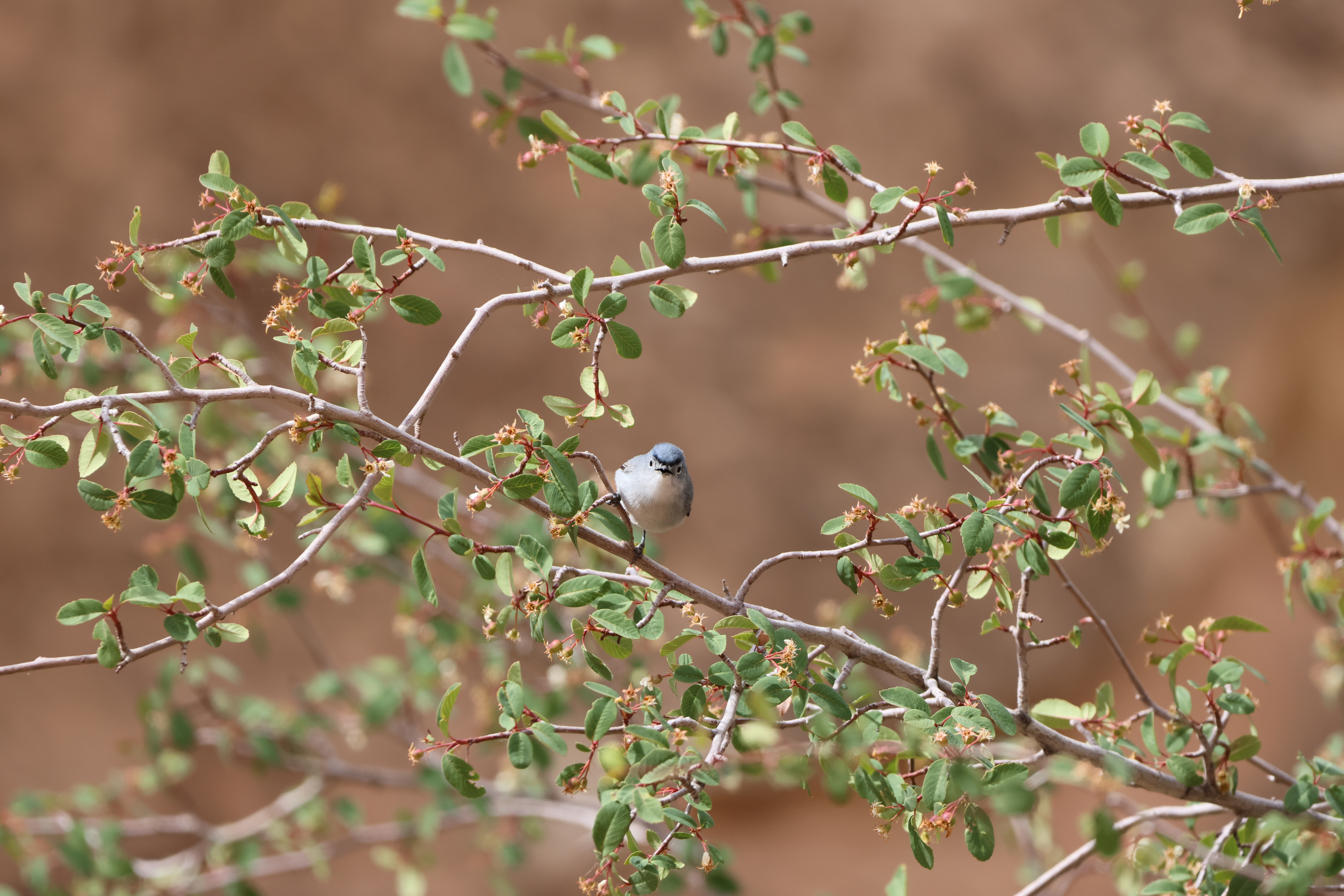 Blue-gray Gnatcatcher