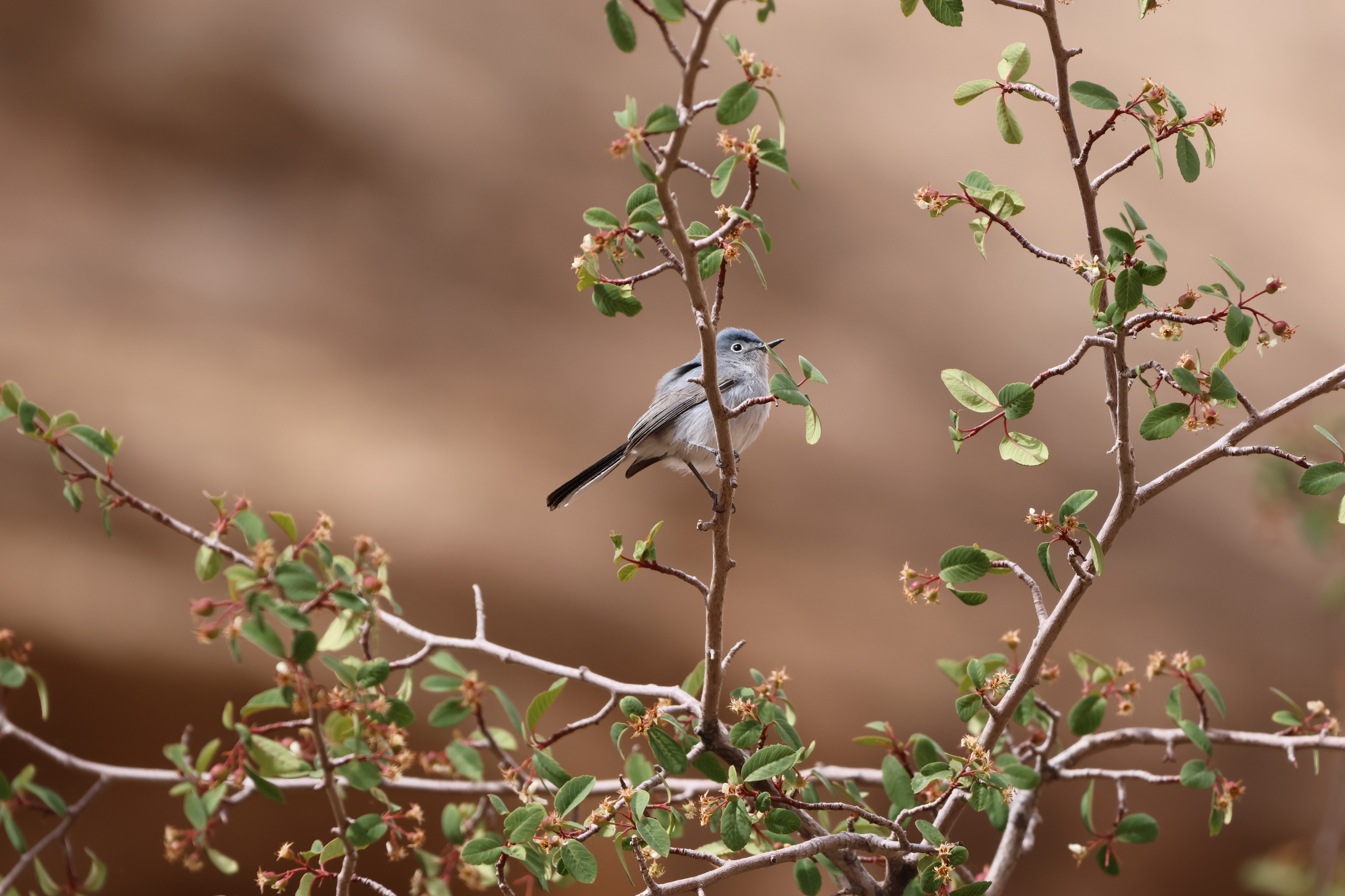 Blue-gray Gnatcatcher