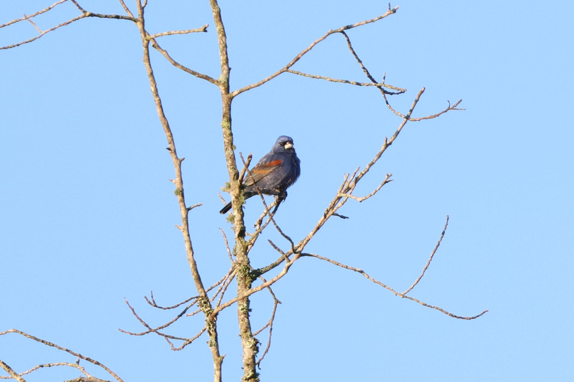 Blue Grosbeak