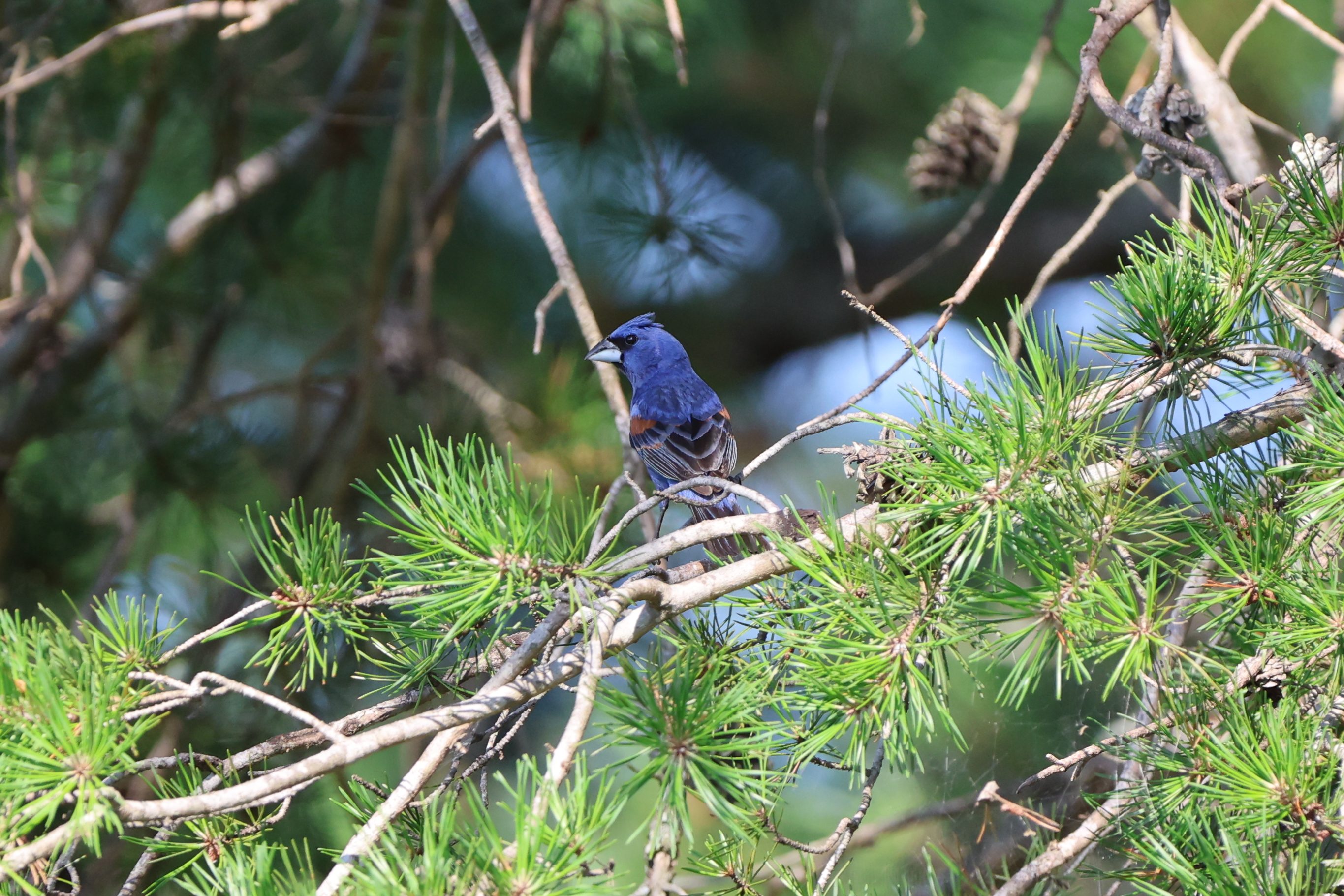 Blue Grosbeak