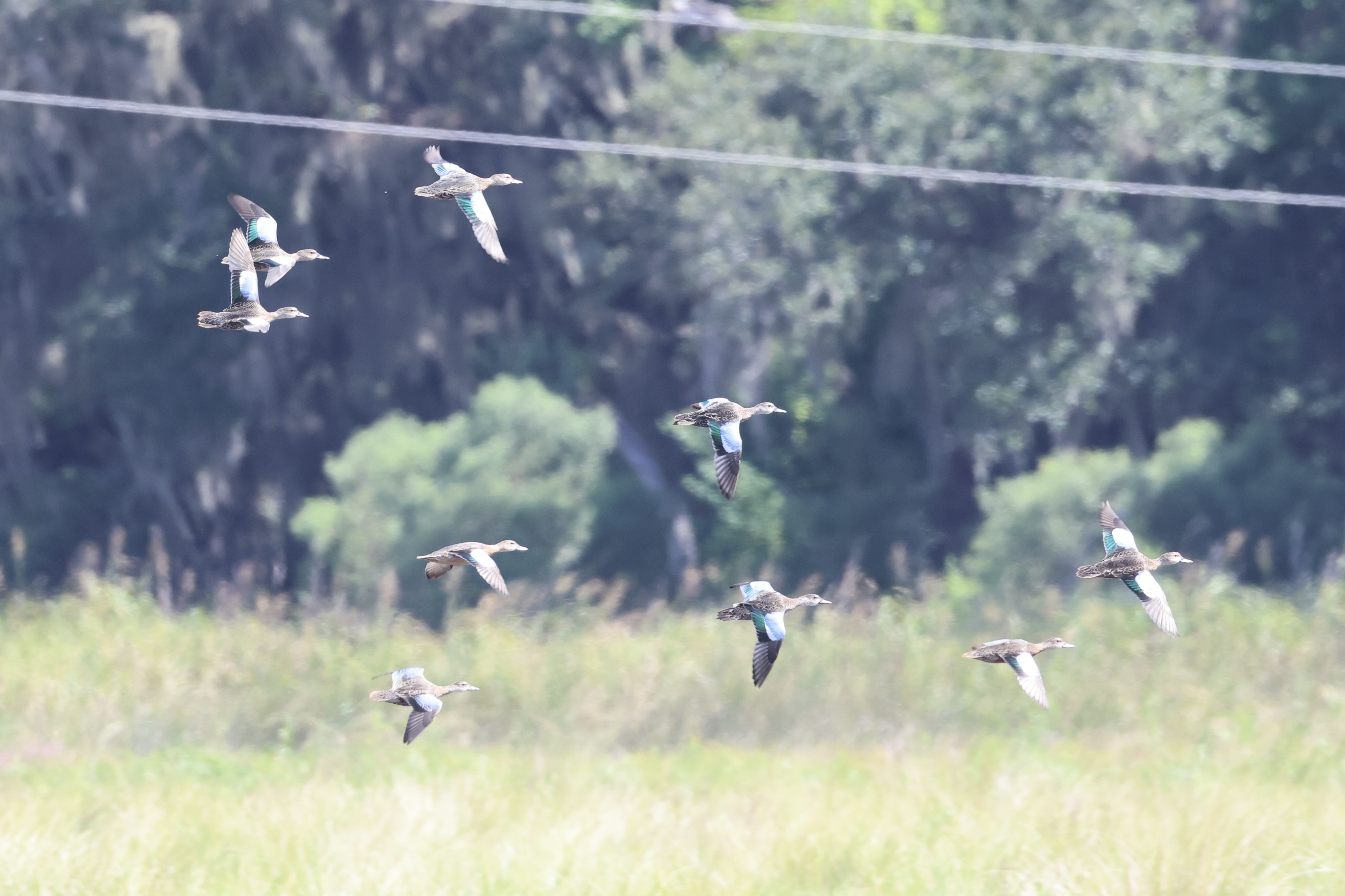 Blue-winged Teal