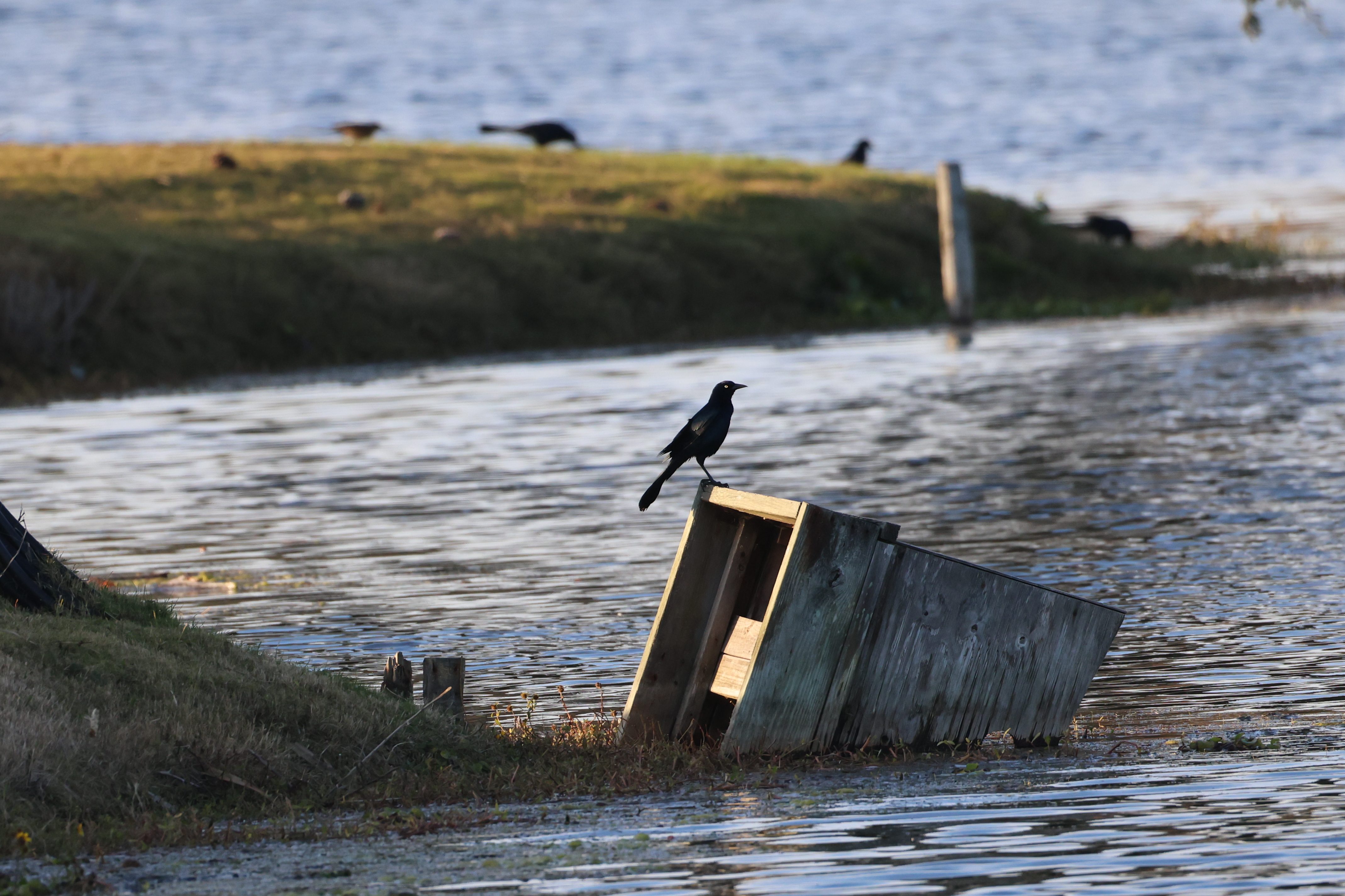 Boat-tailed Grackle