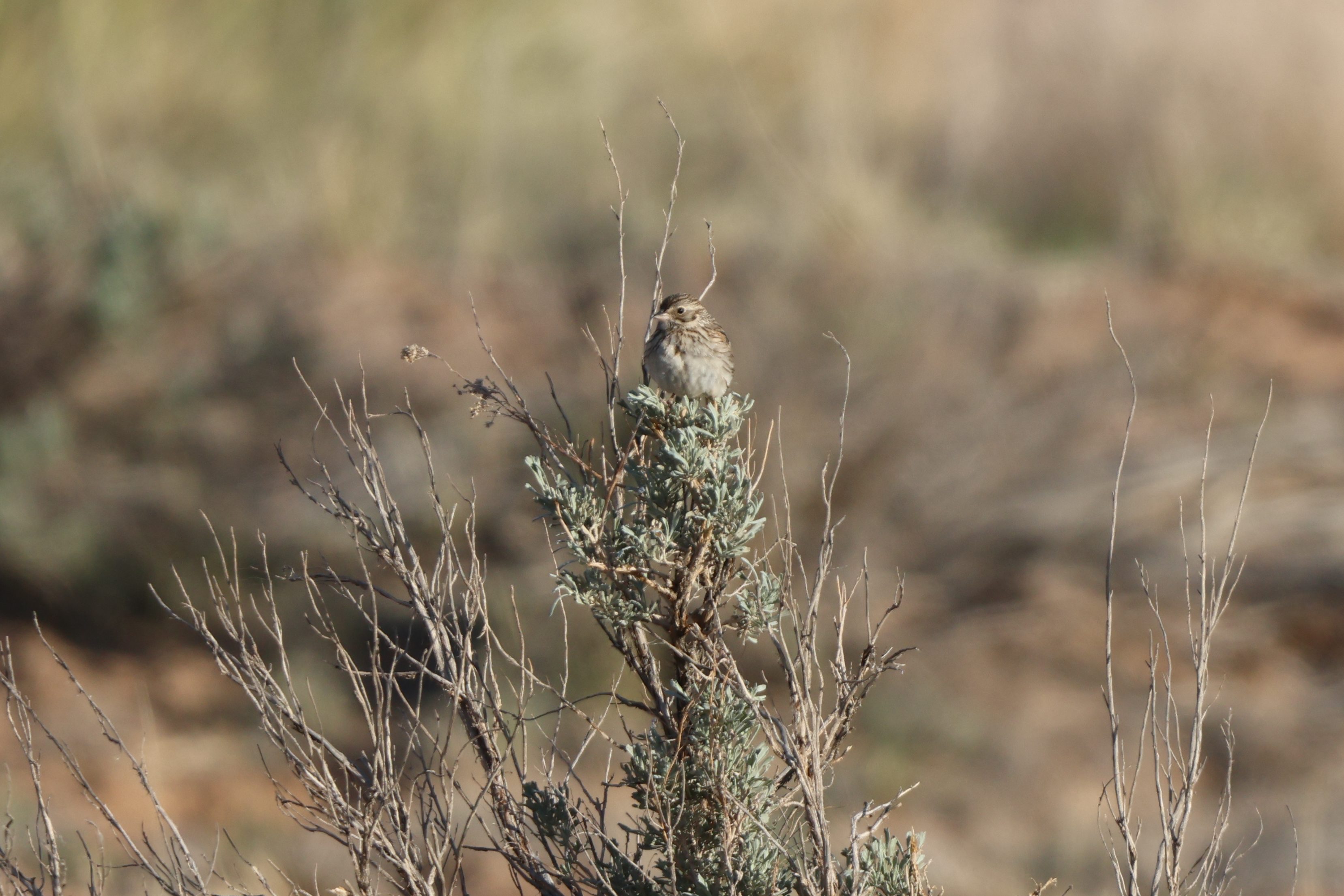 Brewer’s Sparrow