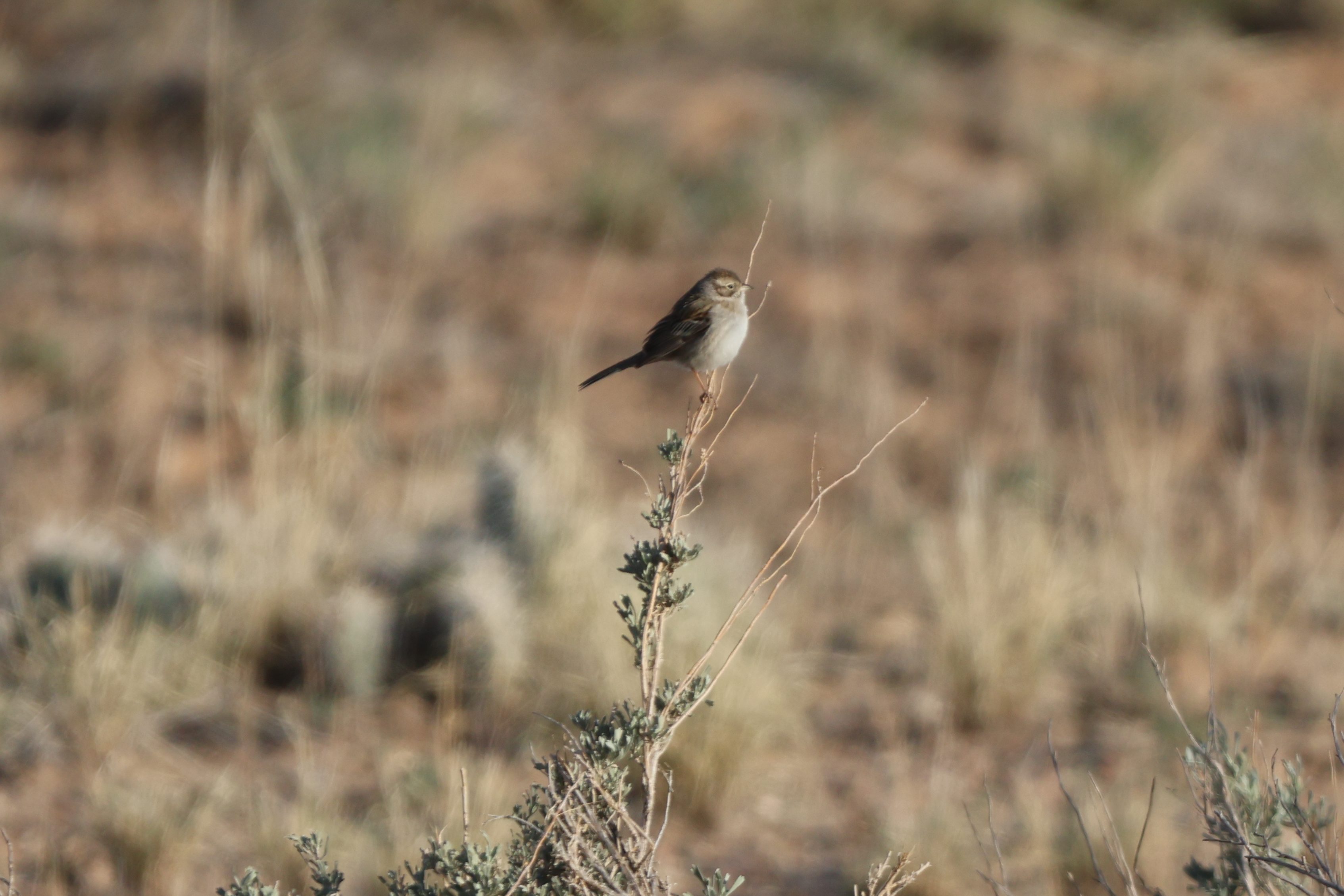 Brewer’s Sparrow